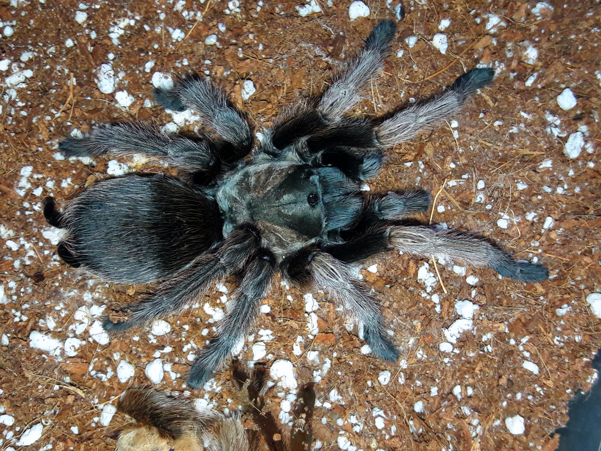 Aphonopelma sp 'black mask'