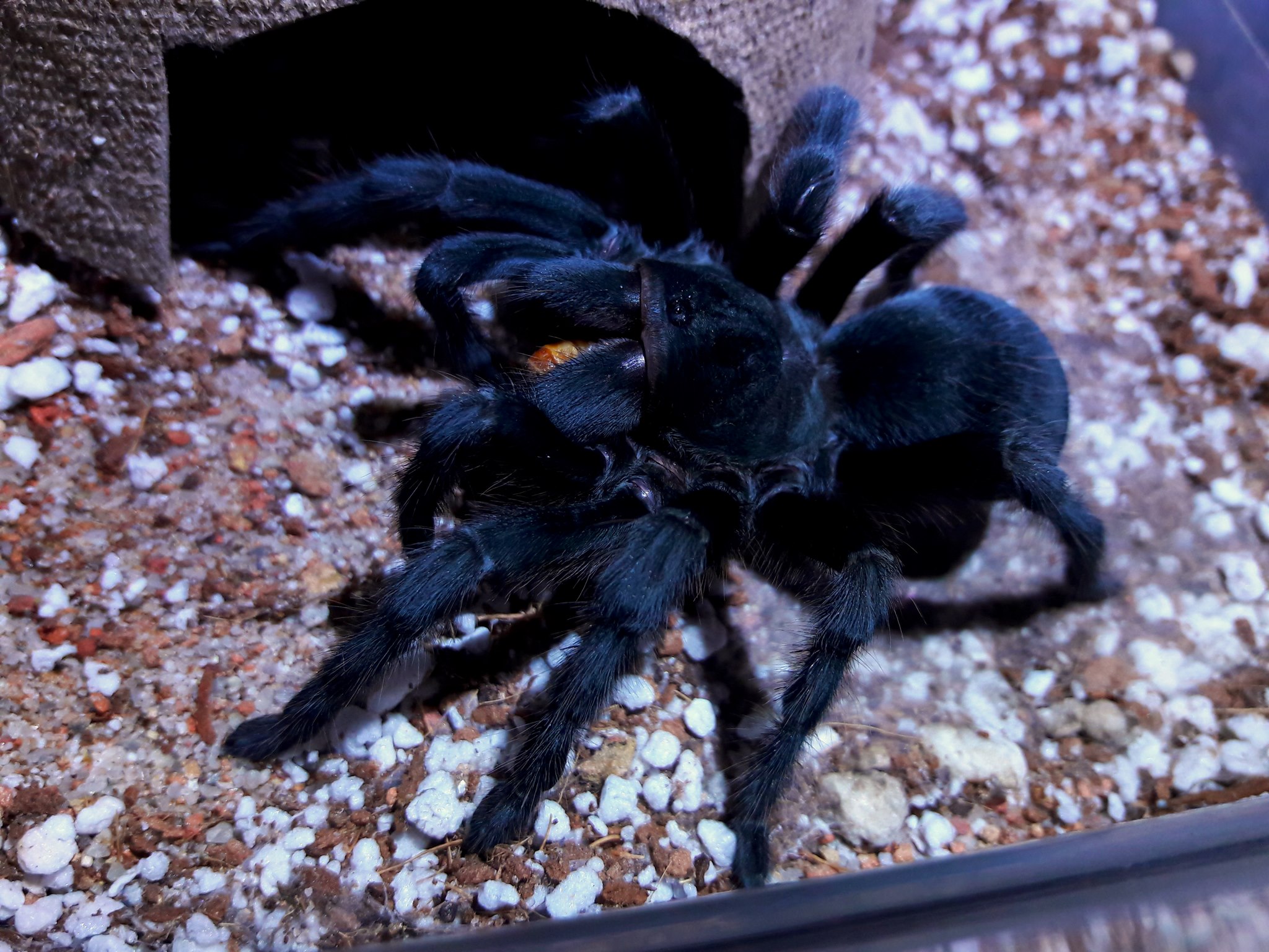 Aphonopelma steindachneri