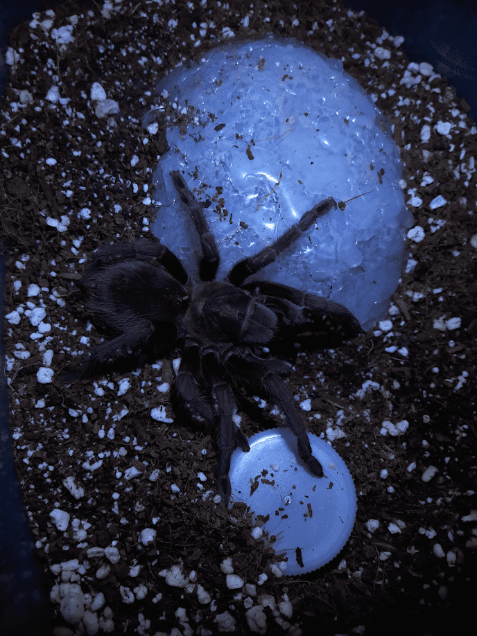 Aphonopelma Steindachneri