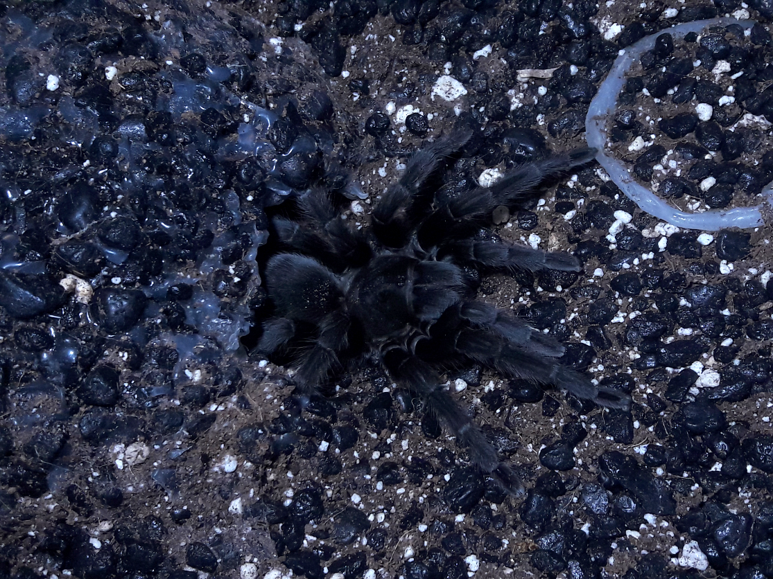 Aphonopelma steindachneri