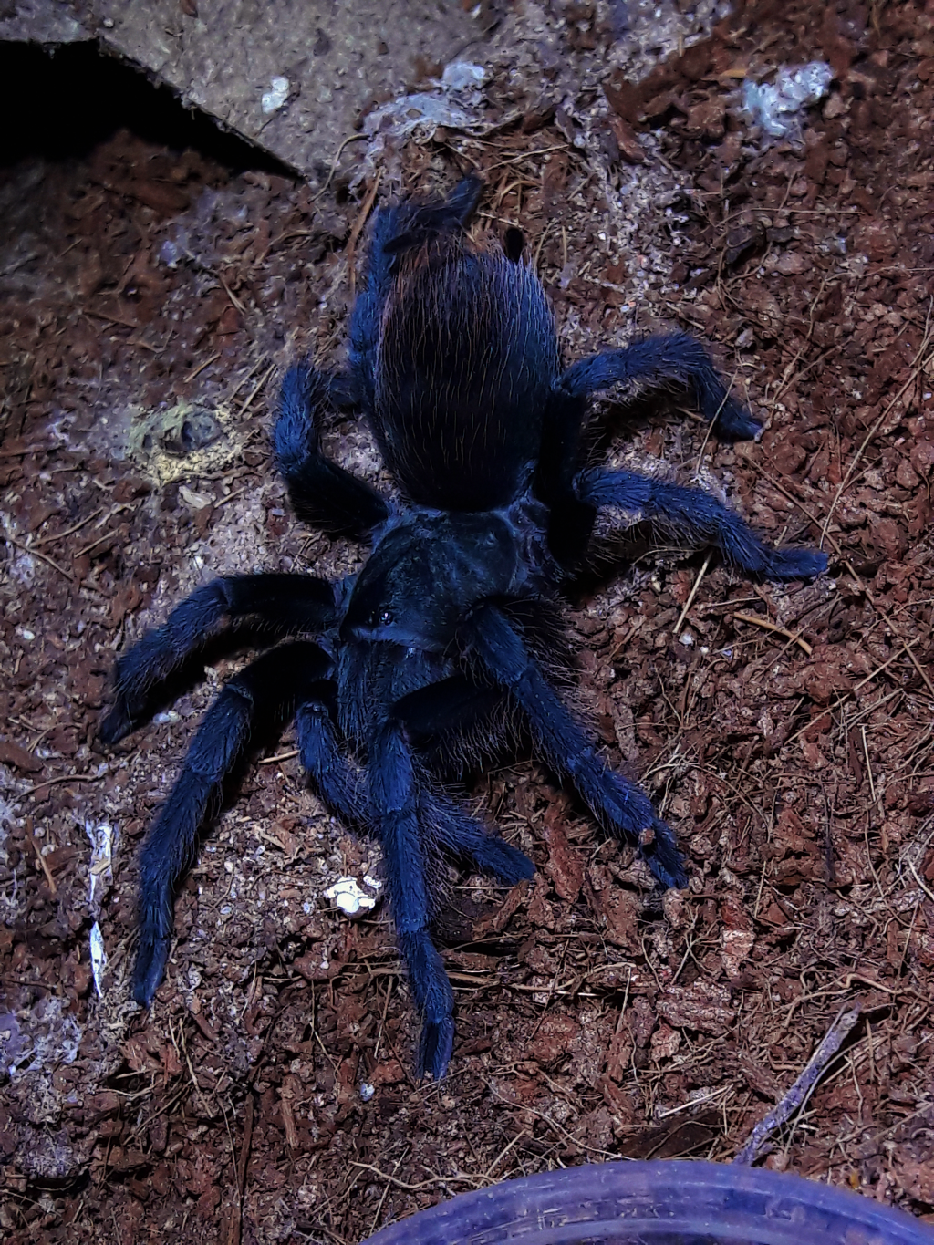 Aphonopelma vorhiesi