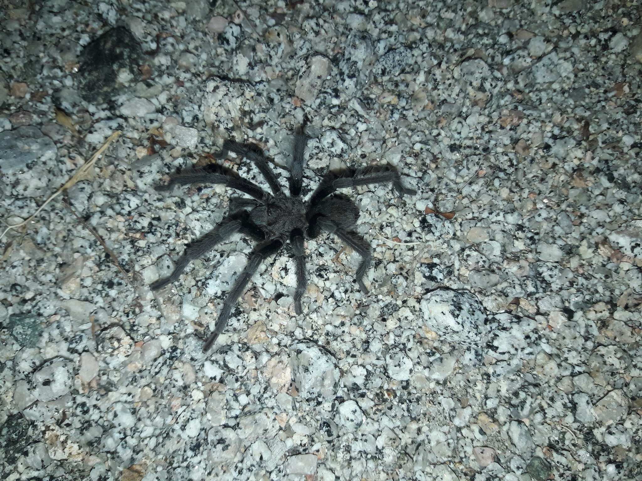 Aphonopelma xwalxwal 'Cahuillan dwarf'