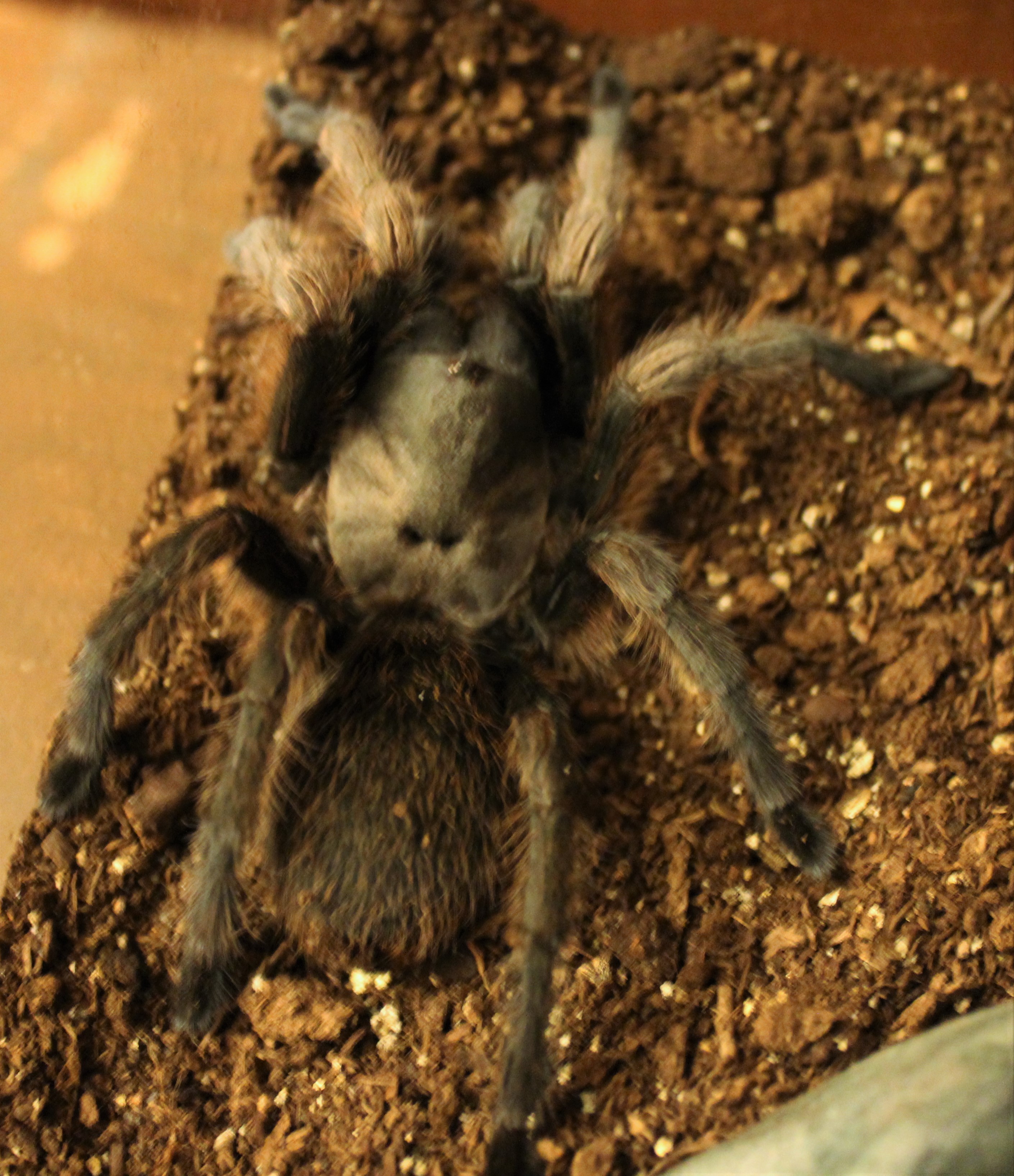 Aphonoplma sp