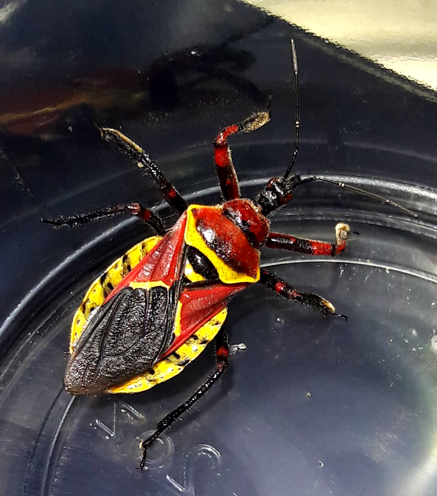 Apiomerus flaviventris female