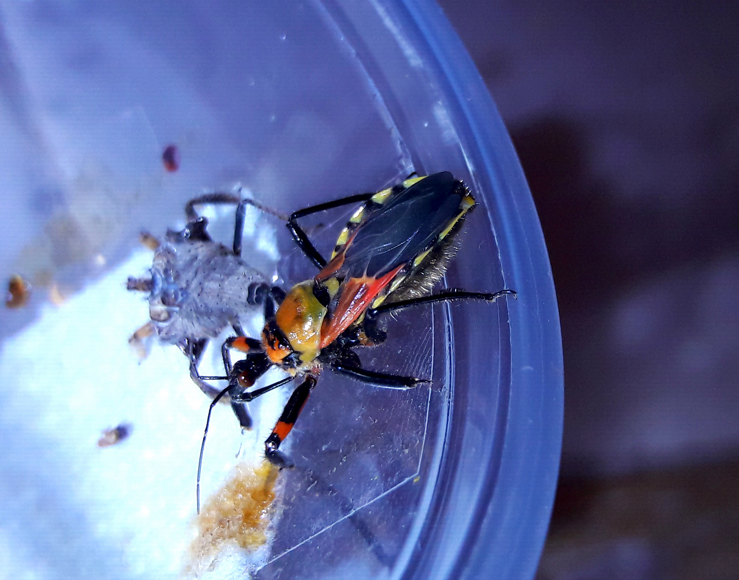 Apiomerus flaviventris- Female