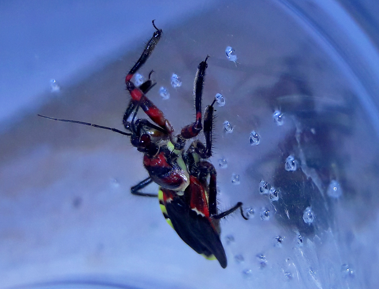 Apiomerus flaviventris- Male