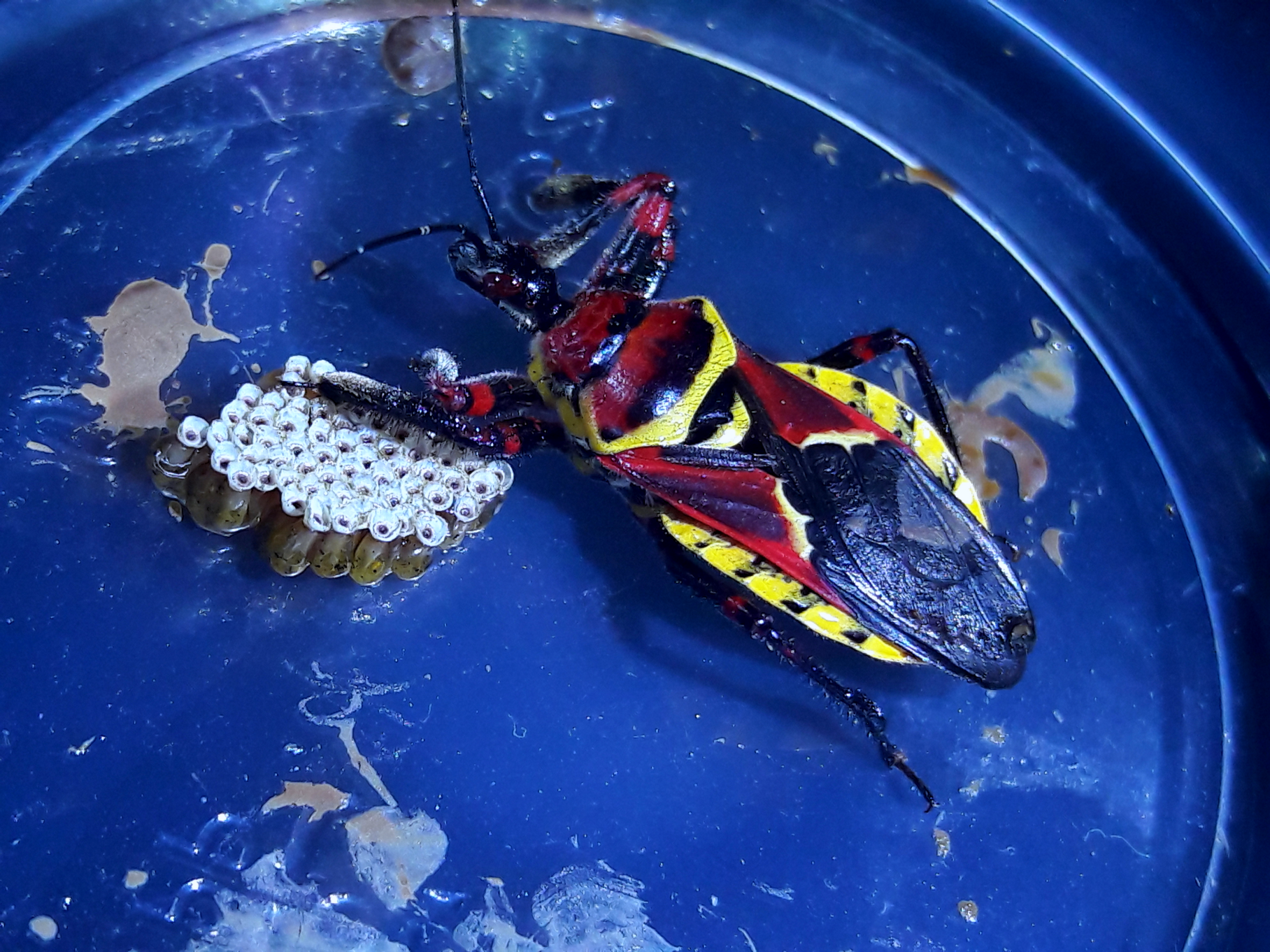 Apiomerus flaviventris with eggs