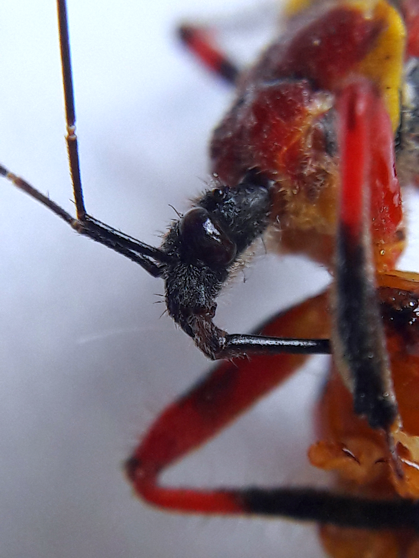 Apiomerus flaviventris