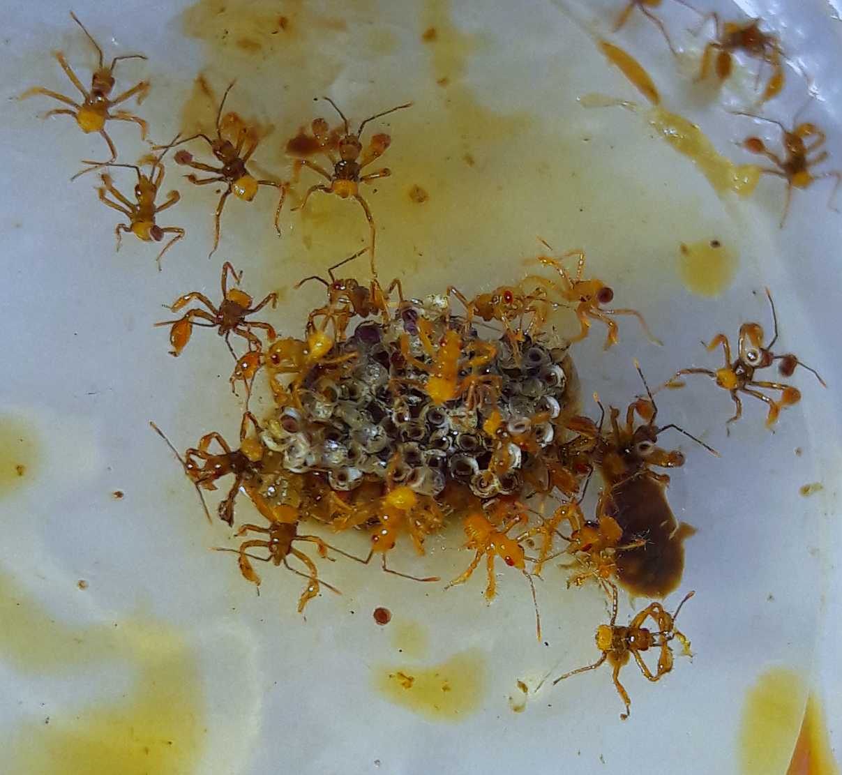 Apiomerus flaviventrus nymphs