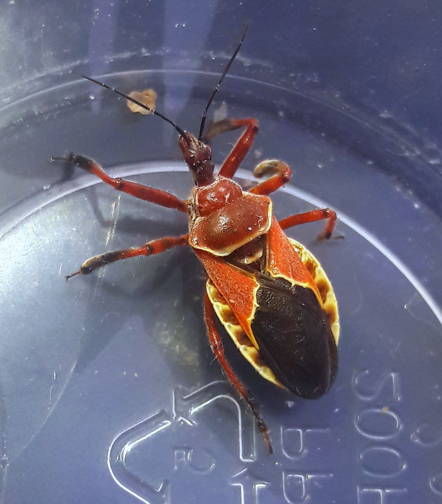 Apiomerus spissipes female