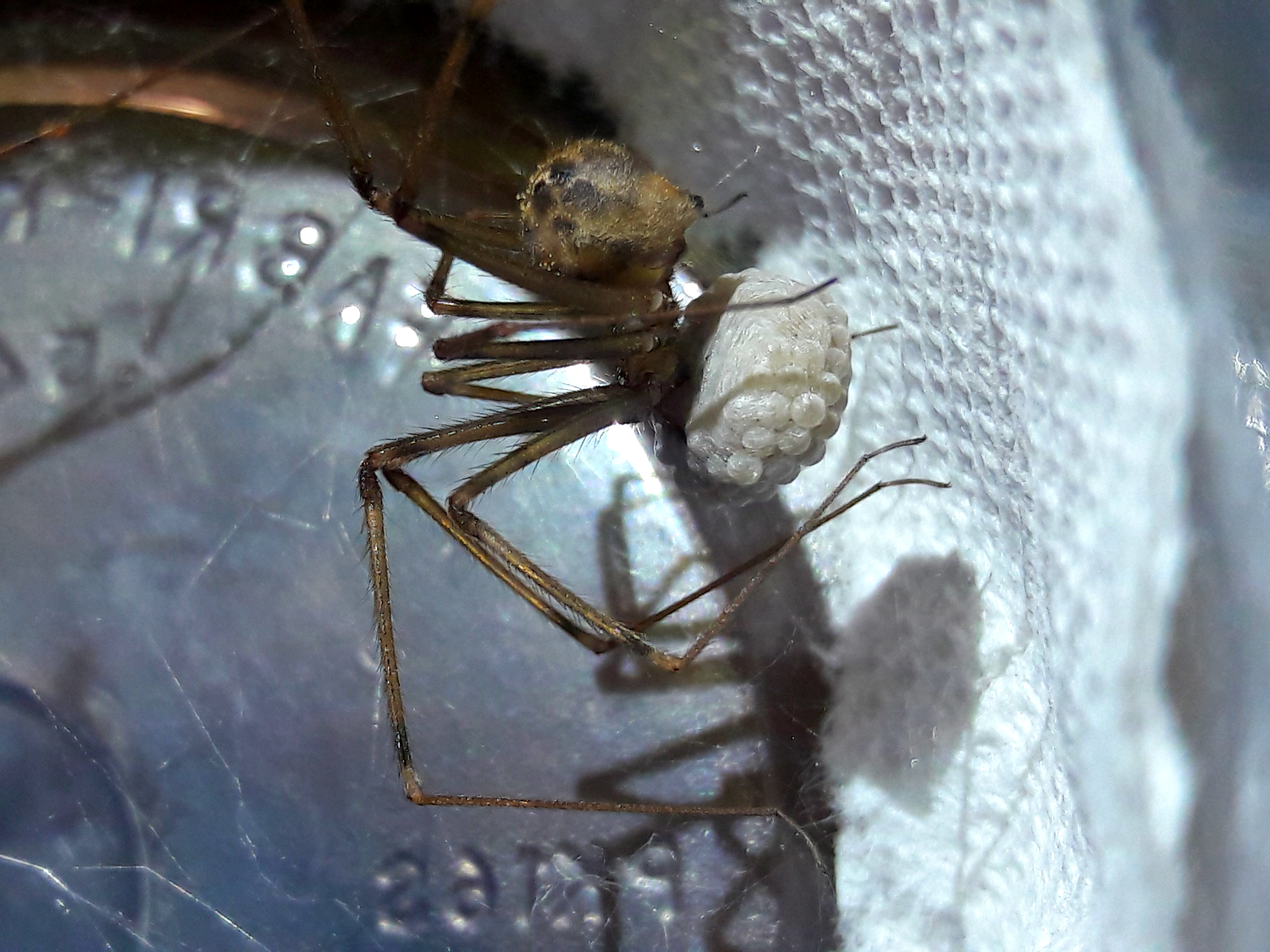 Artema atlanta 'Giant pholcid' eggsac