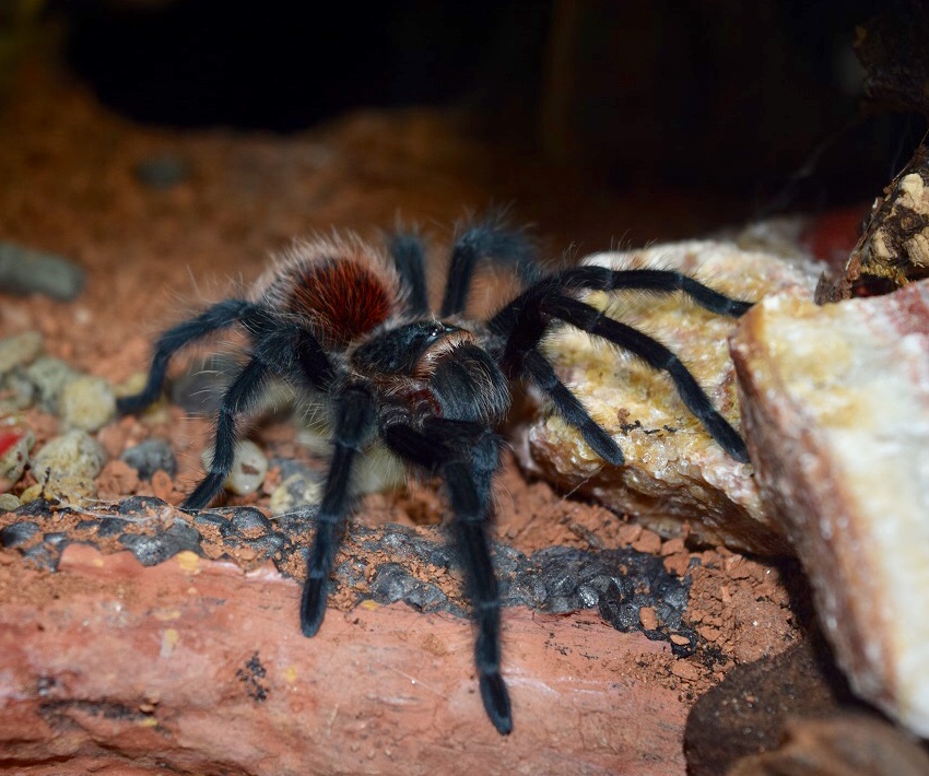 Artemis the Grammostola actaeon