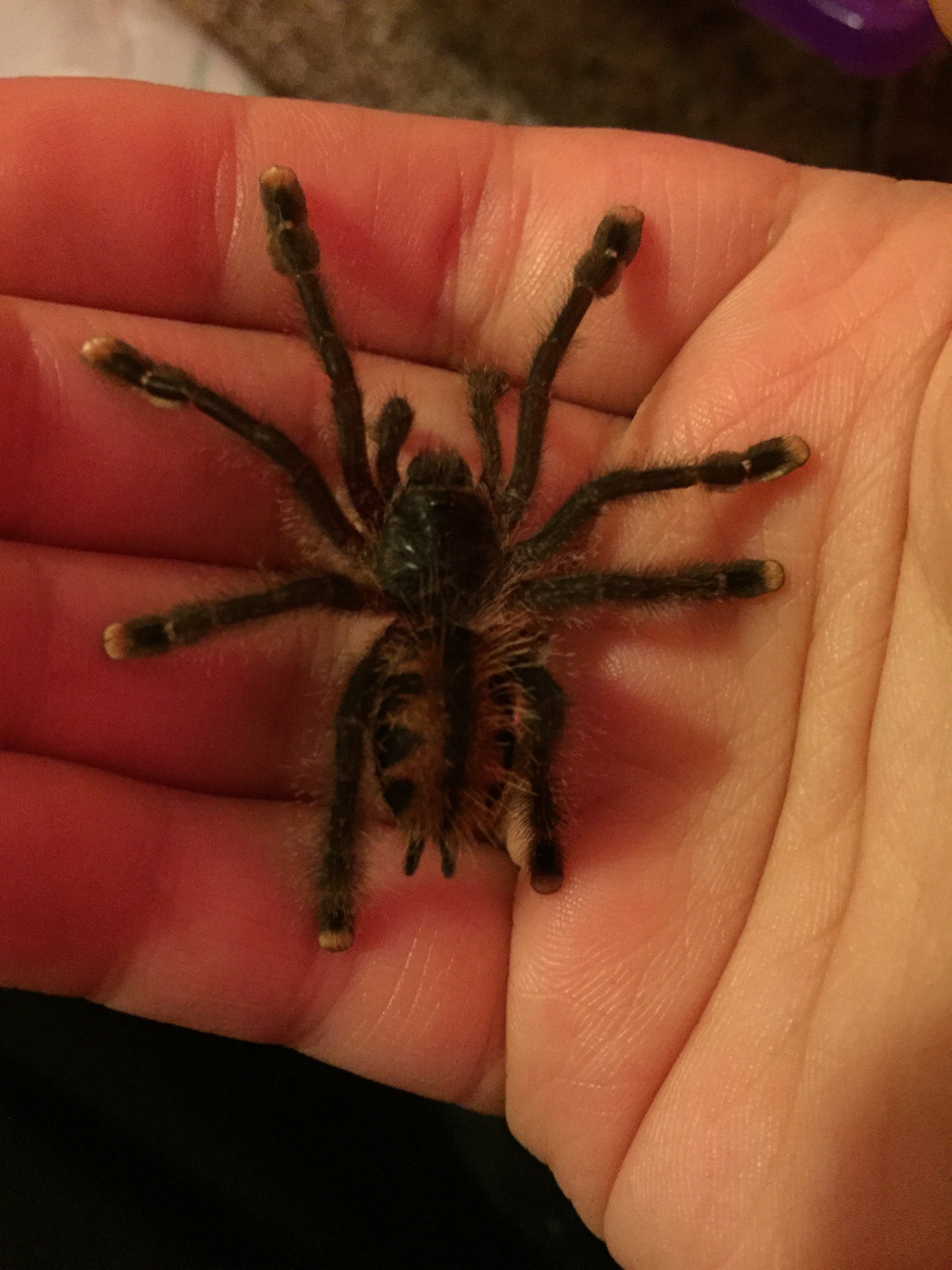 Astrocyte- Avicularia Avicularia