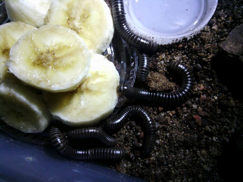 Atopetholus californicus