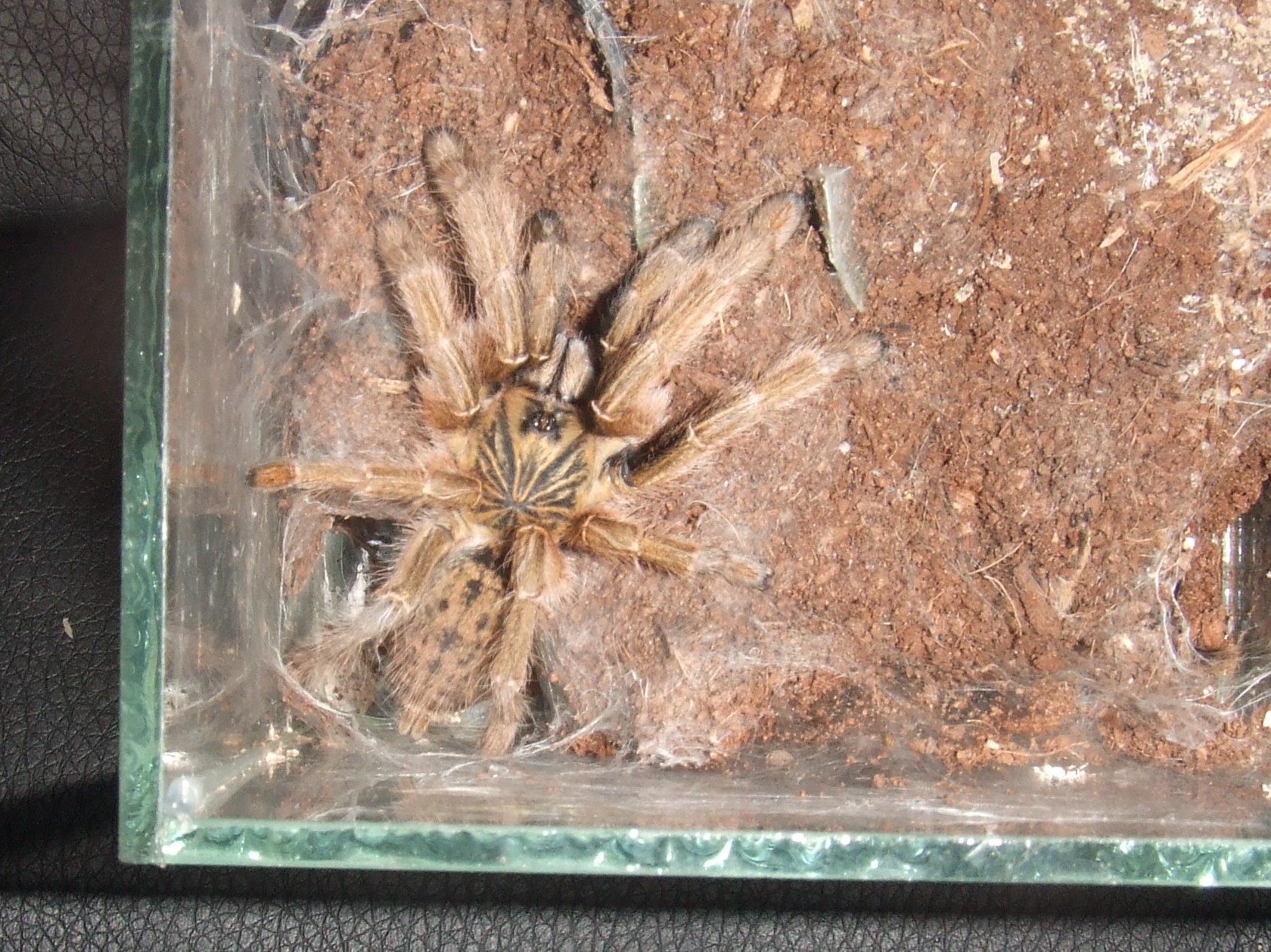 Augacephalus ezendami Kimwani Tarantula Forum