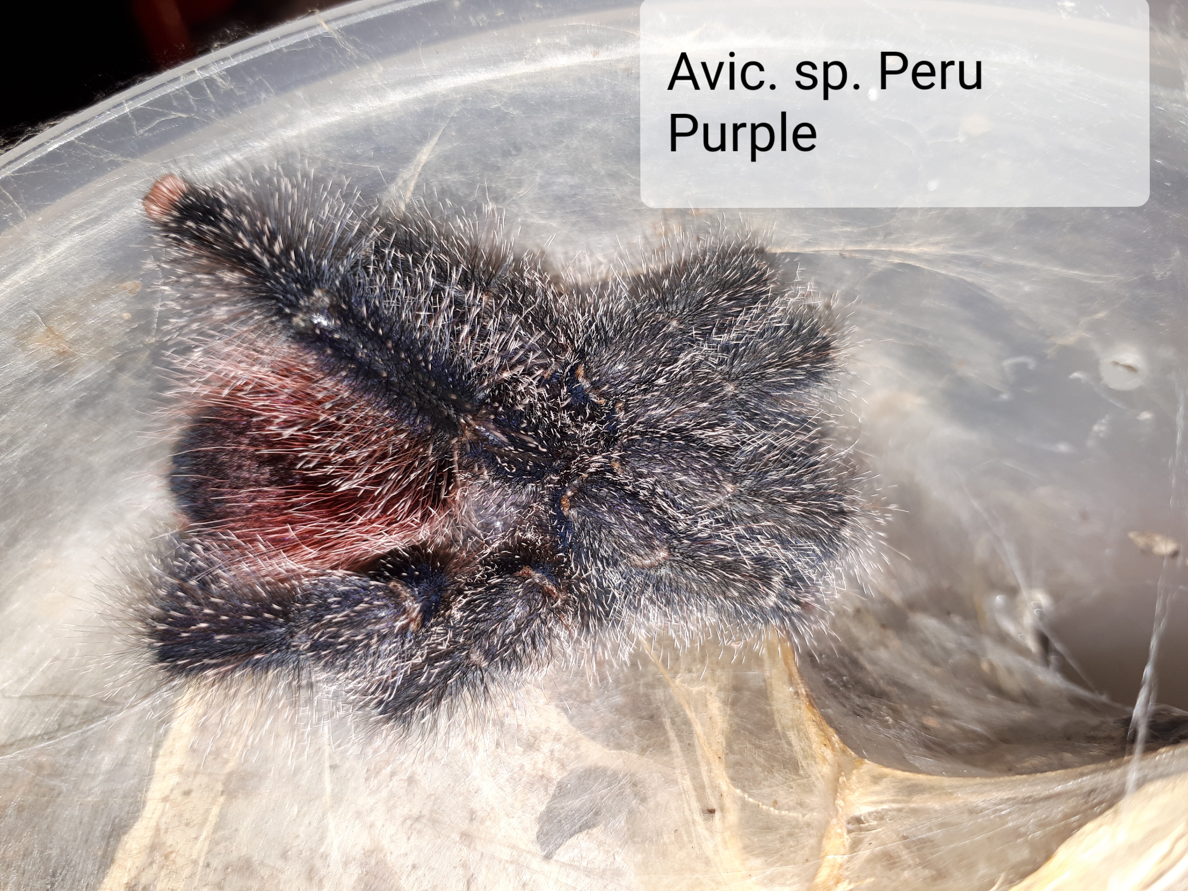 Avic. sp. Peru Purple