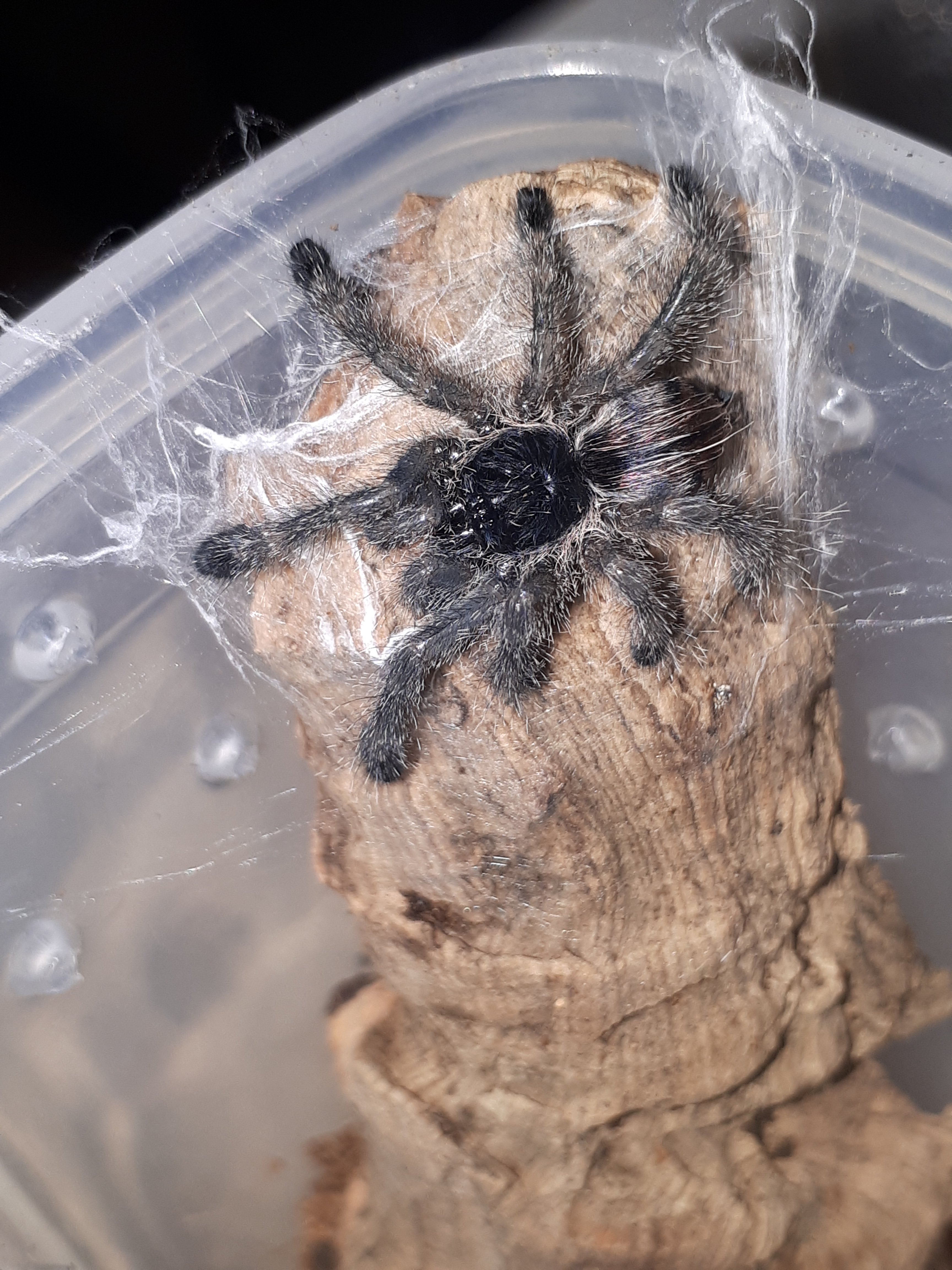 Avic species