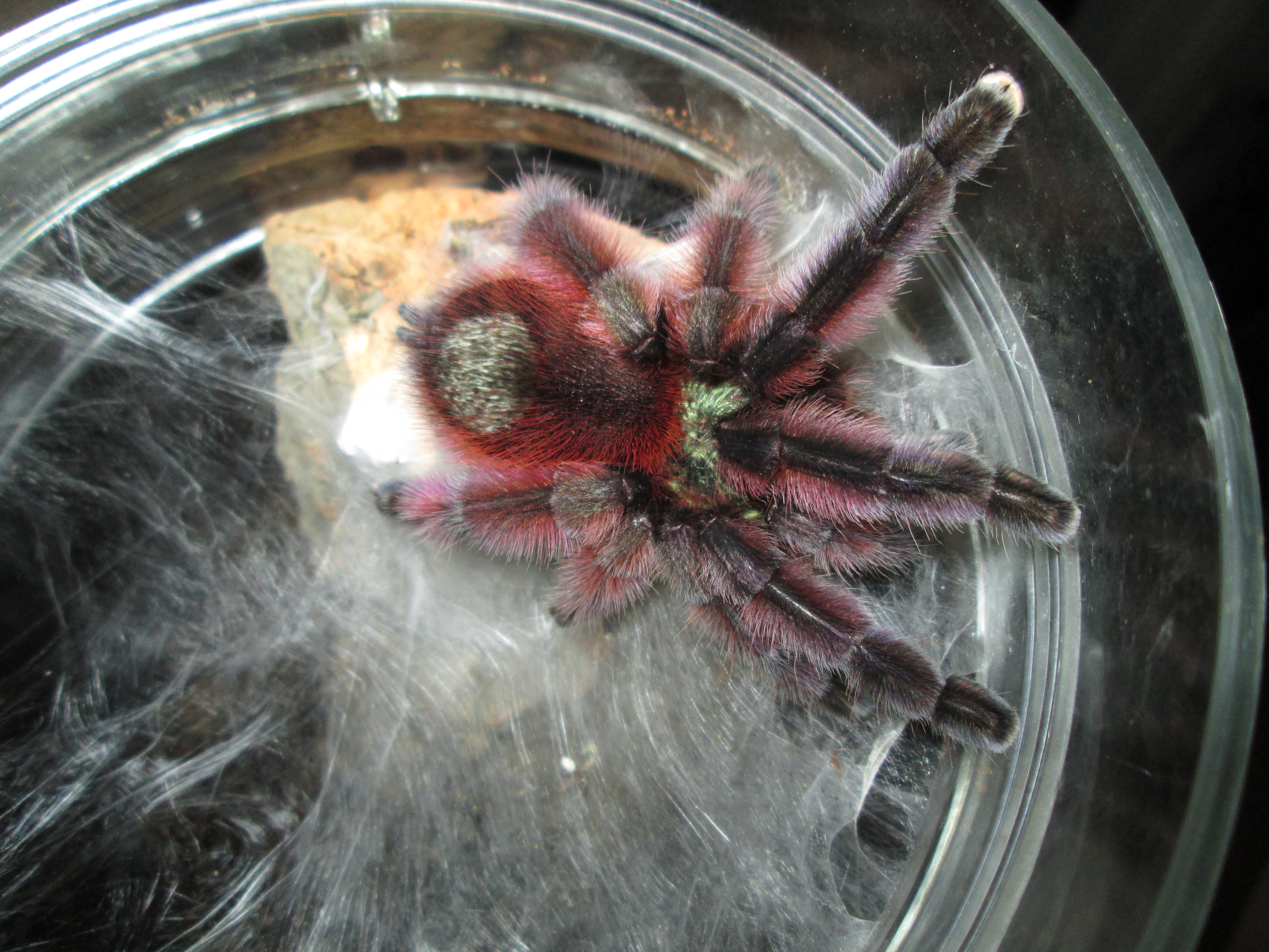 Avic Versicolor