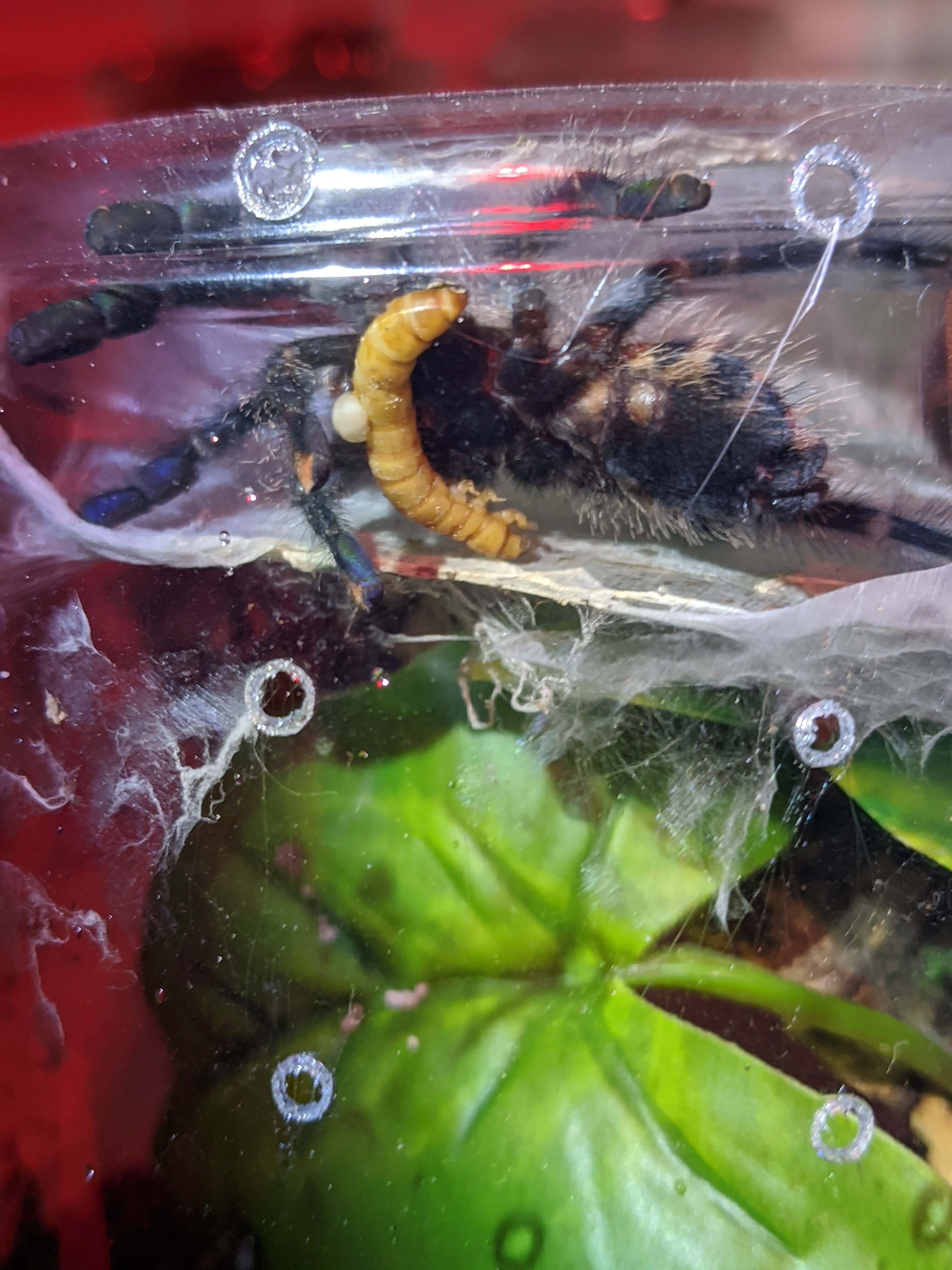 Avic's first mealworm