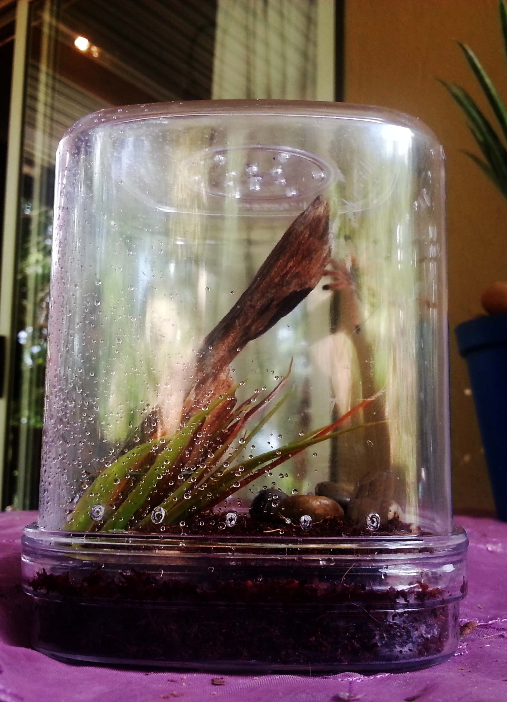 Avicularia Avicularia enclosure.