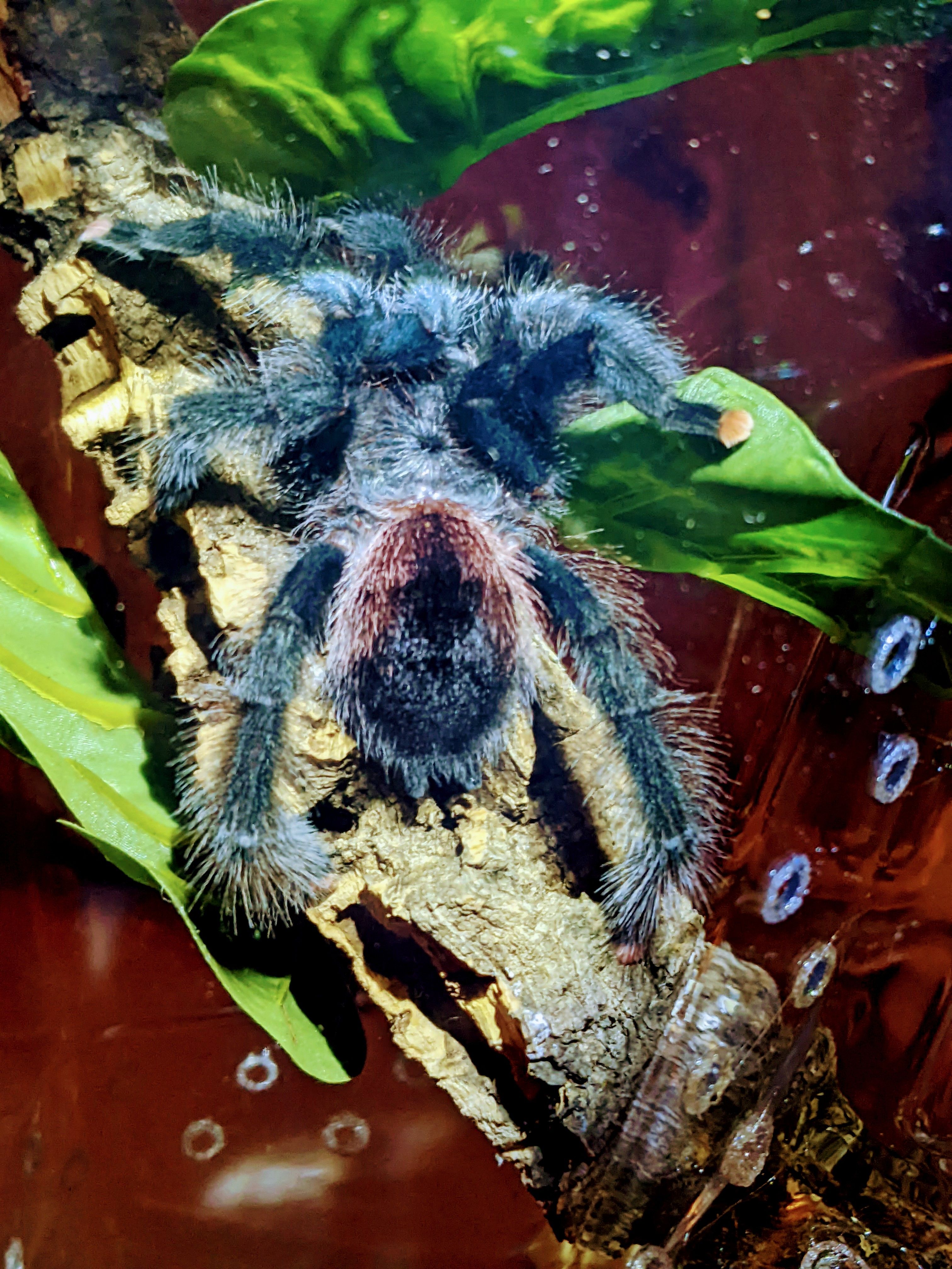 Avicularia avicularia female
