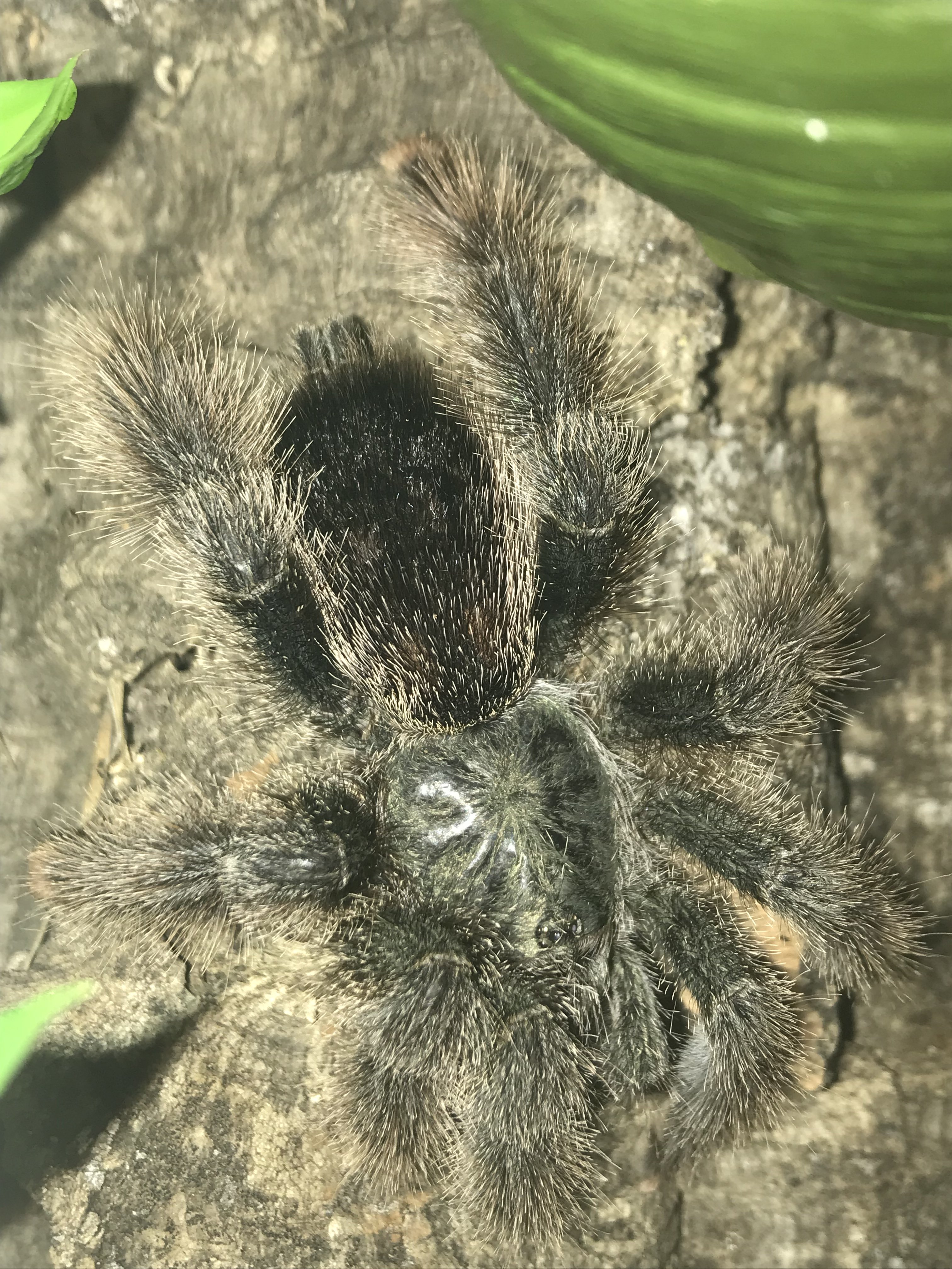 Avicularia avicularia - Luna