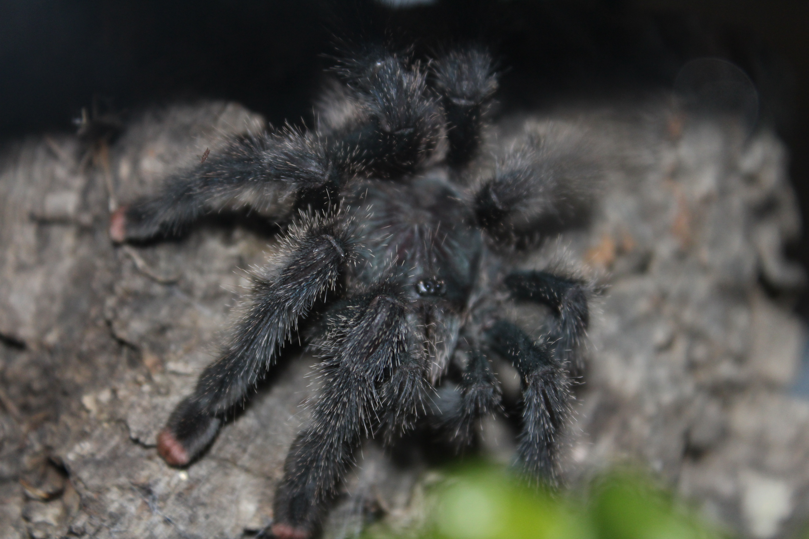 Avicularia avicularia "metallica" - Hermione