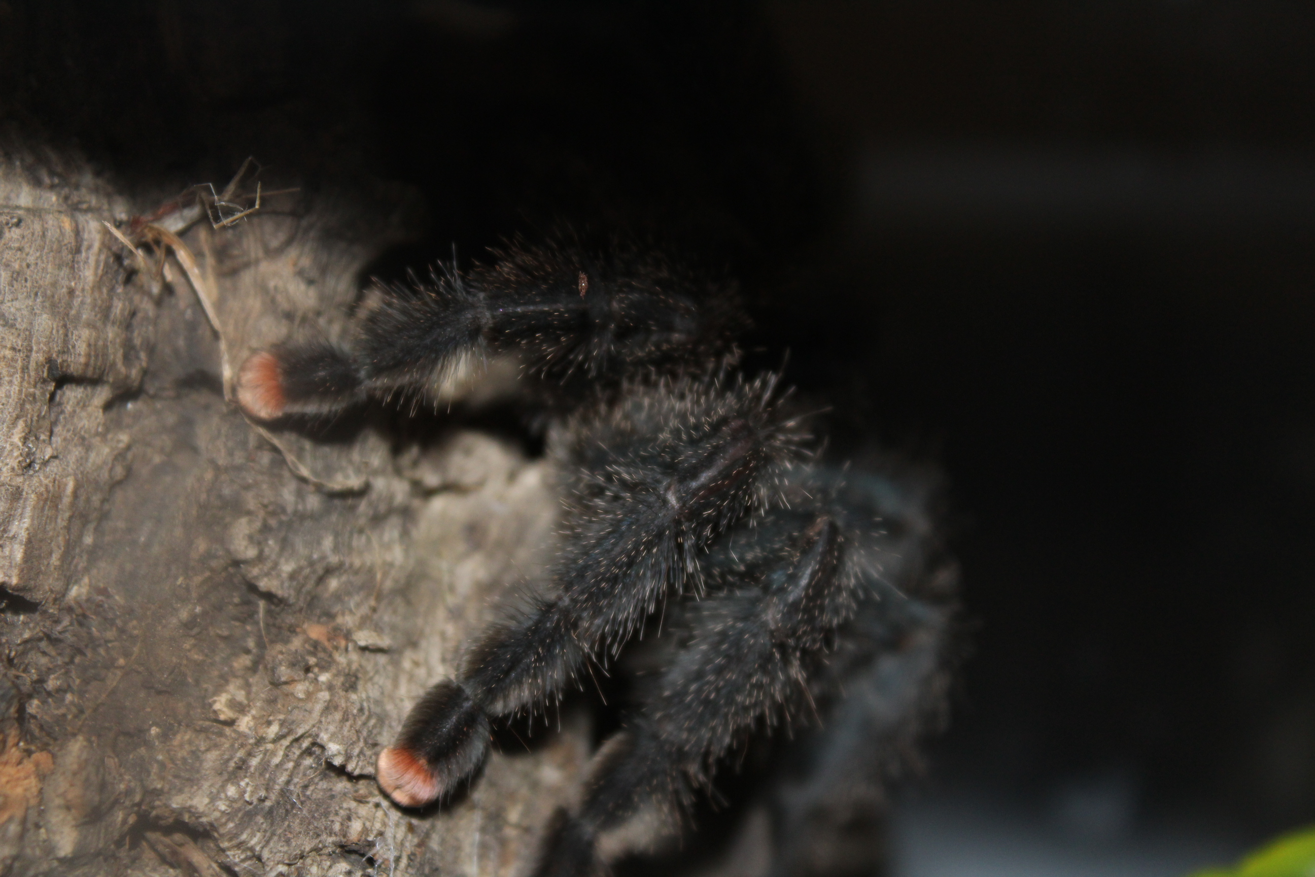 Avicularia avicularia "metallica" - Hermione