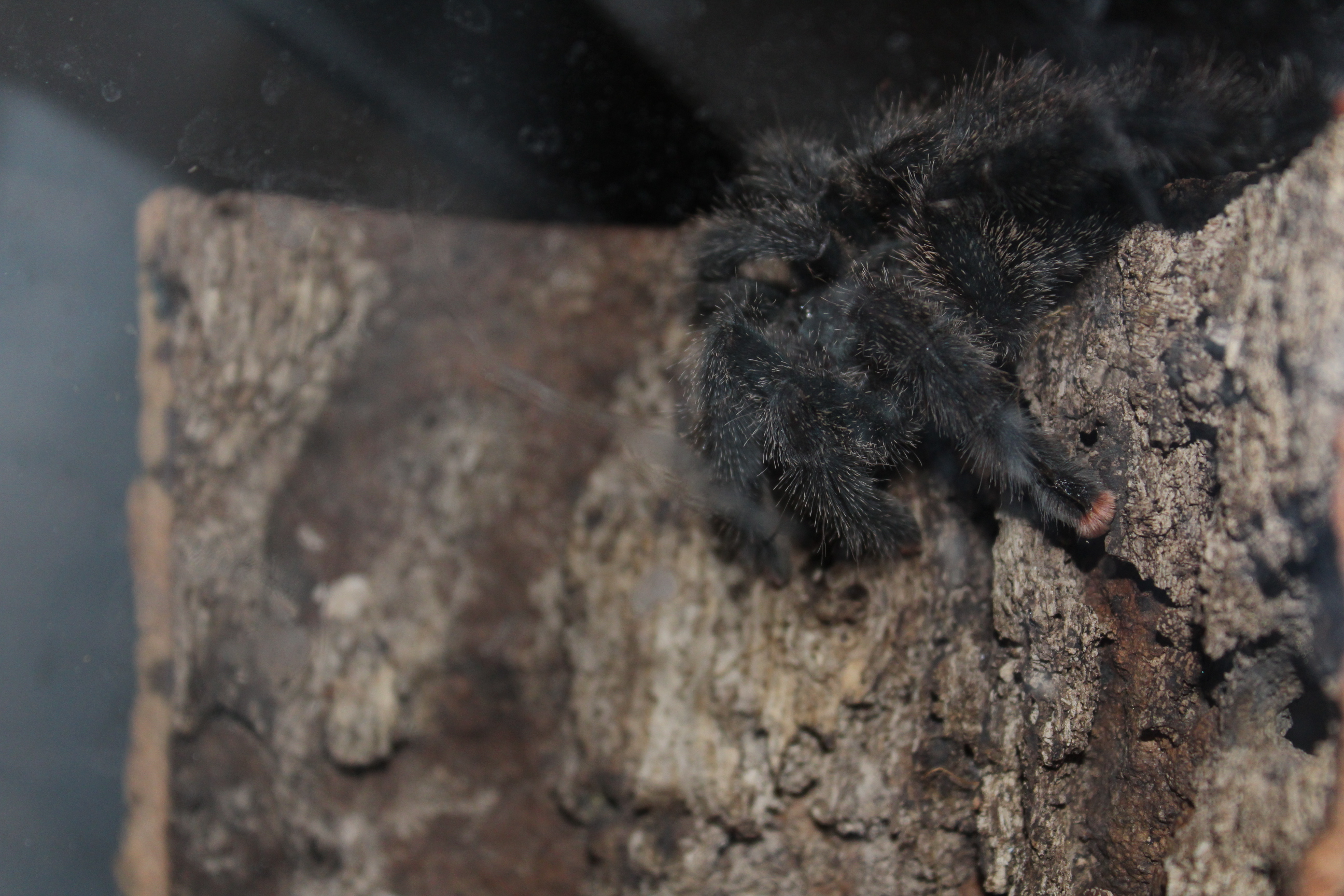 Avicularia avicularia "metallica" - Hermione