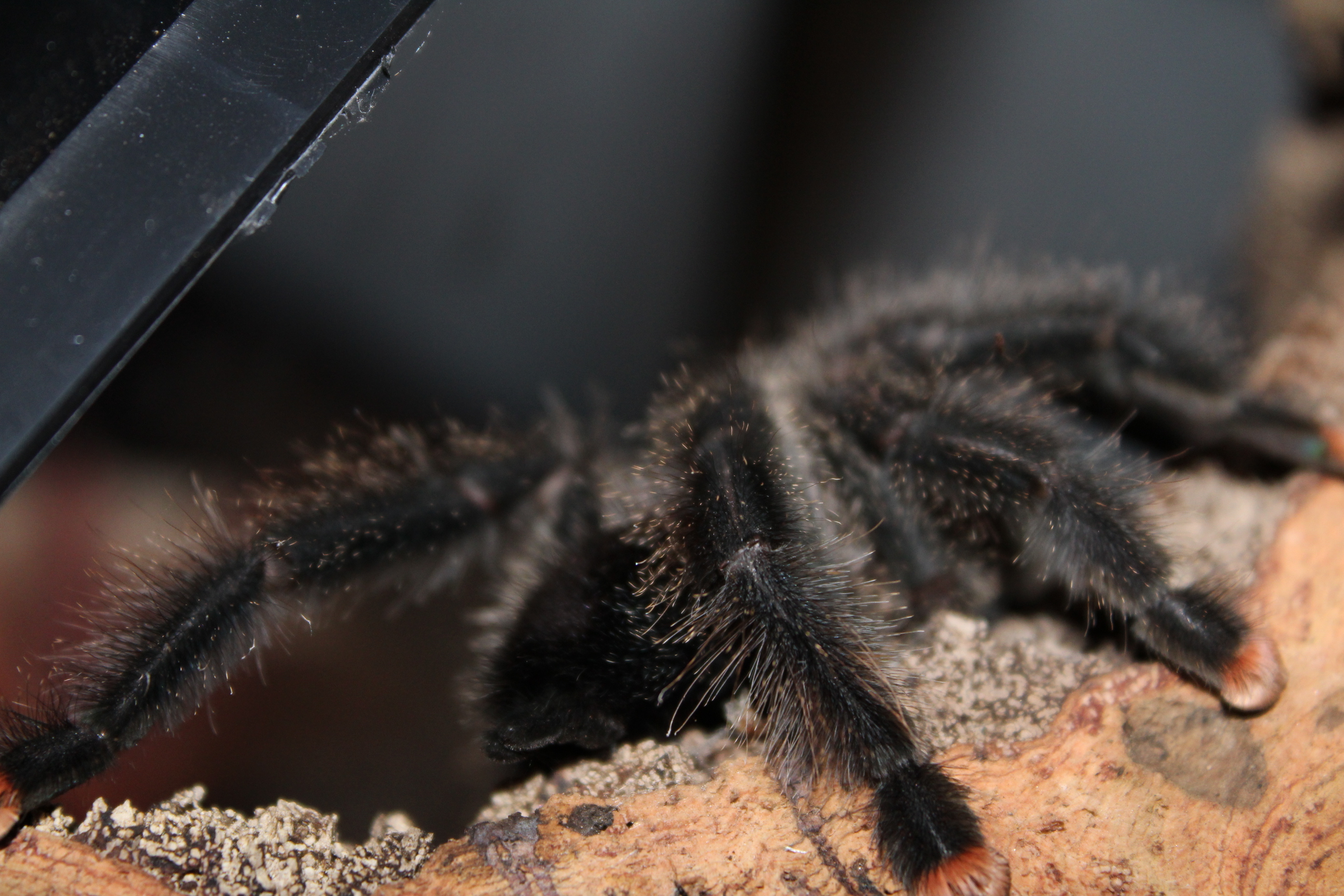 Avicularia avicularia "metallica" - Hermione