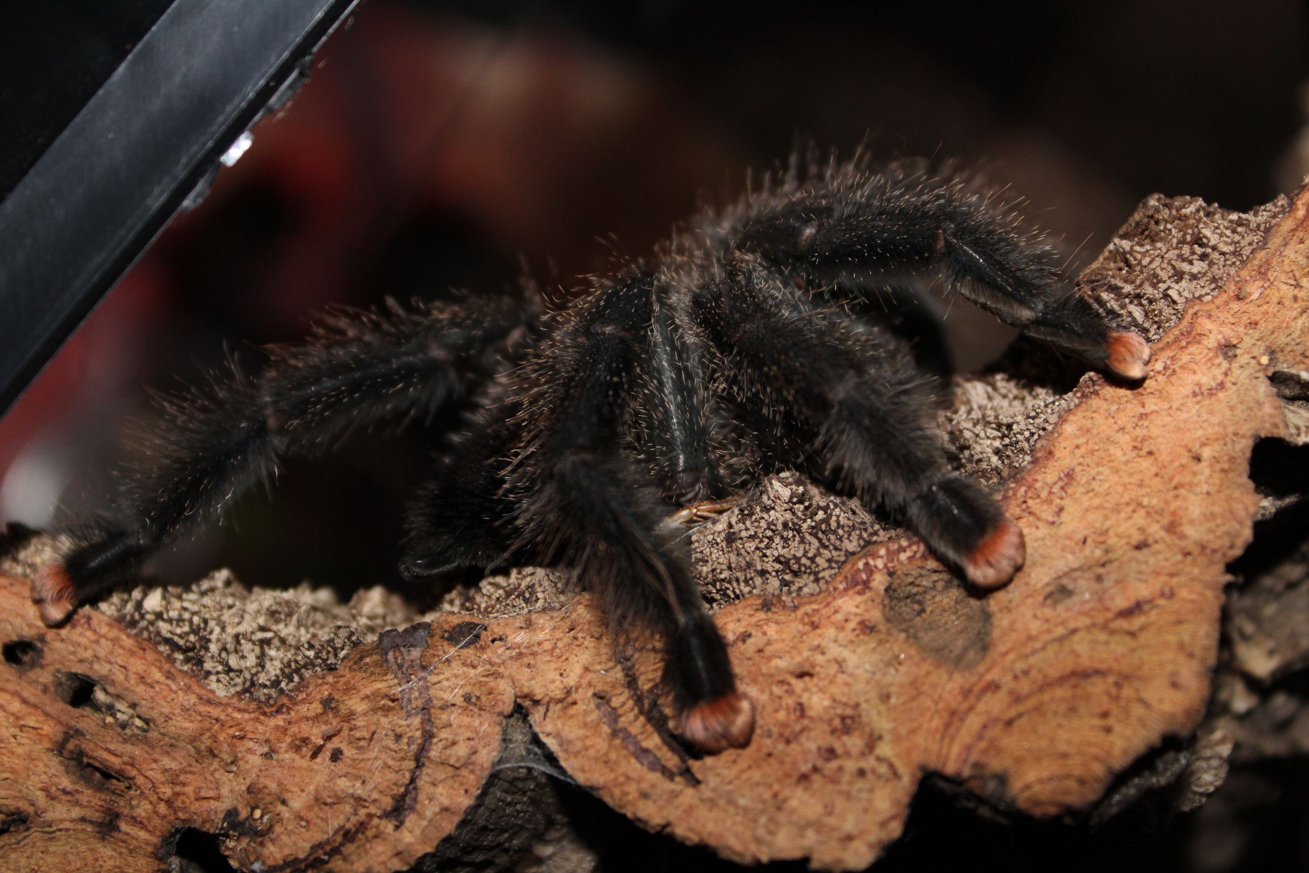 Avicularia avicularia "metallica" - Hermione
