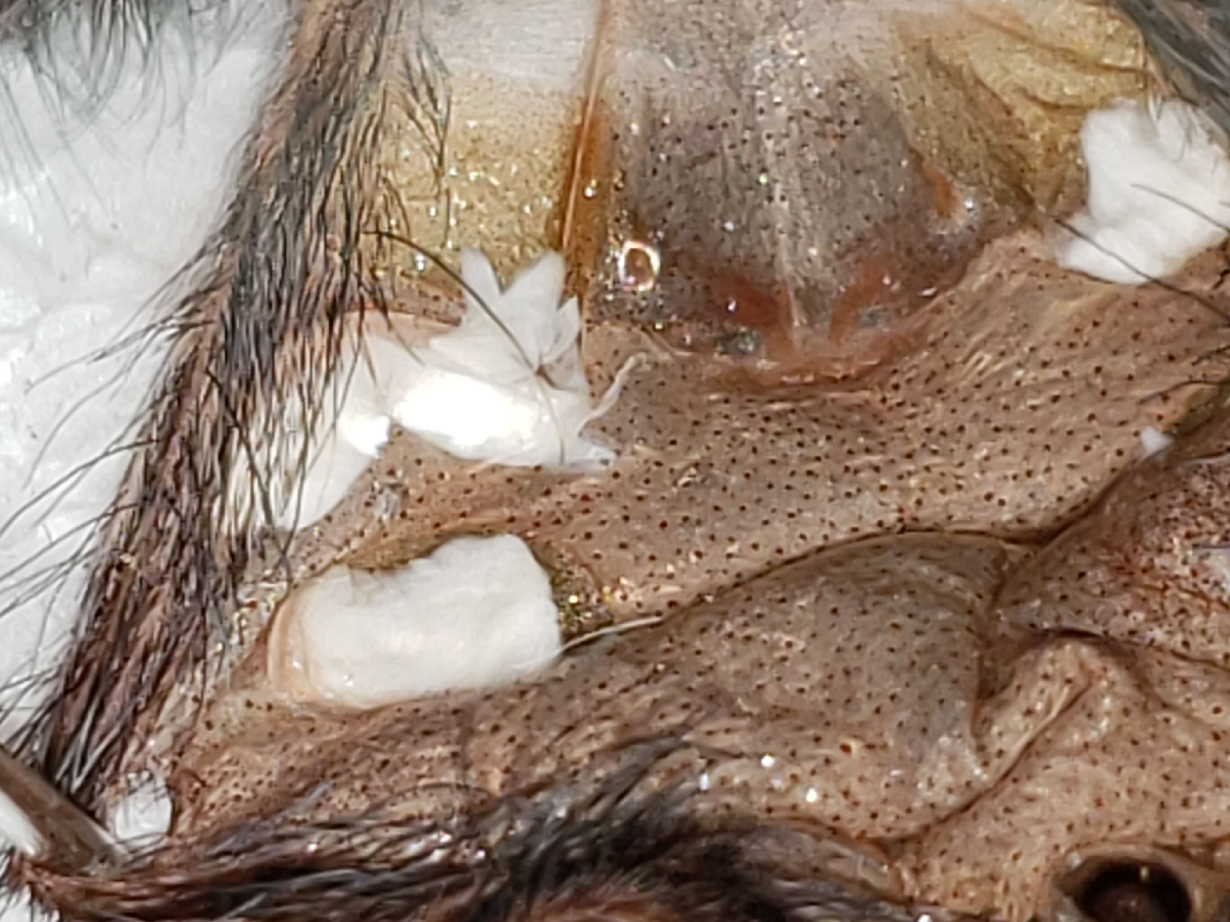 Avicularia avicularia "Metallica"