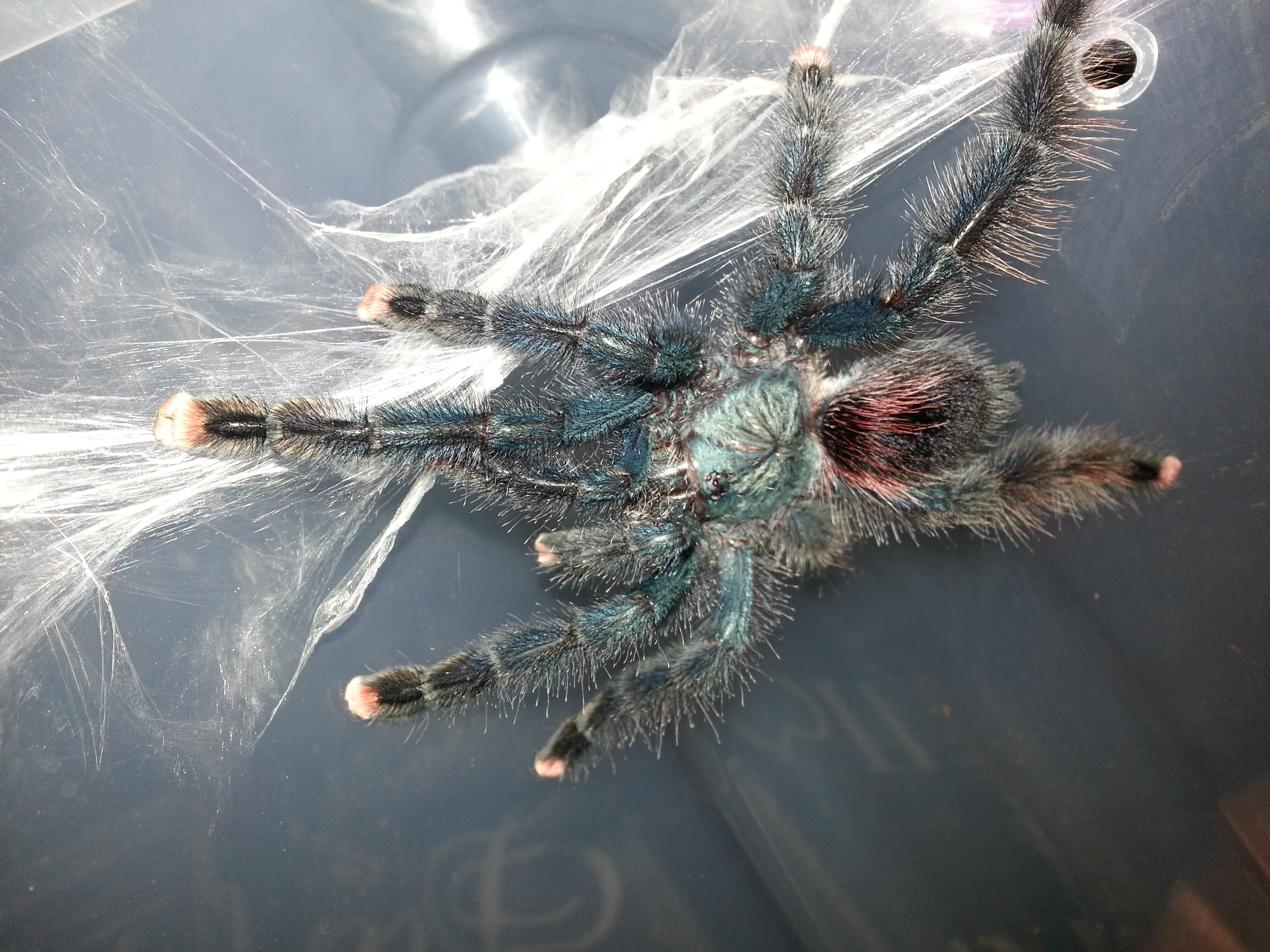Avicularia Avicularia