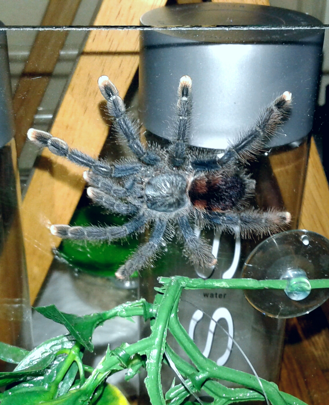 Avicularia avicularia