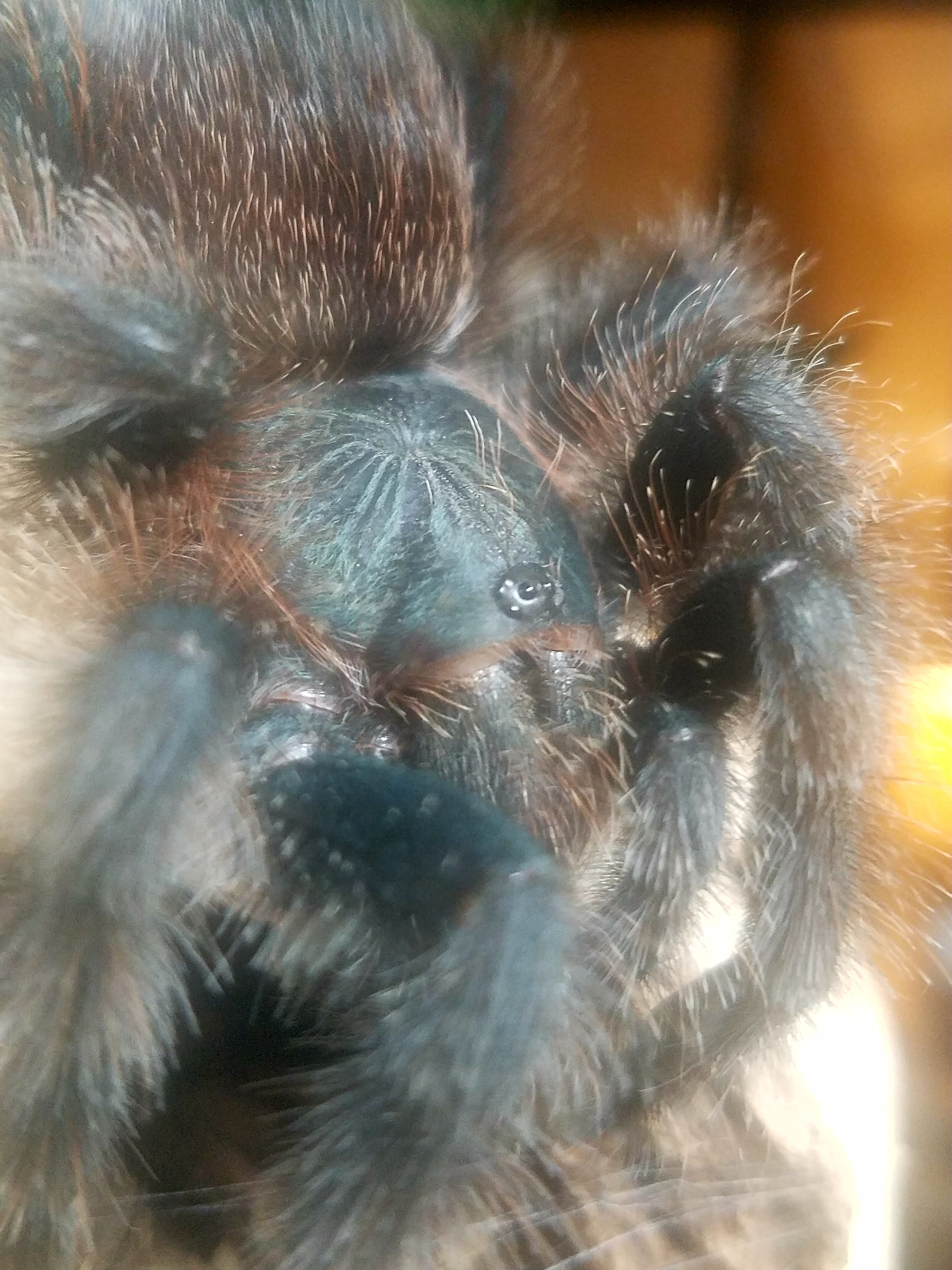 Avicularia avicularia