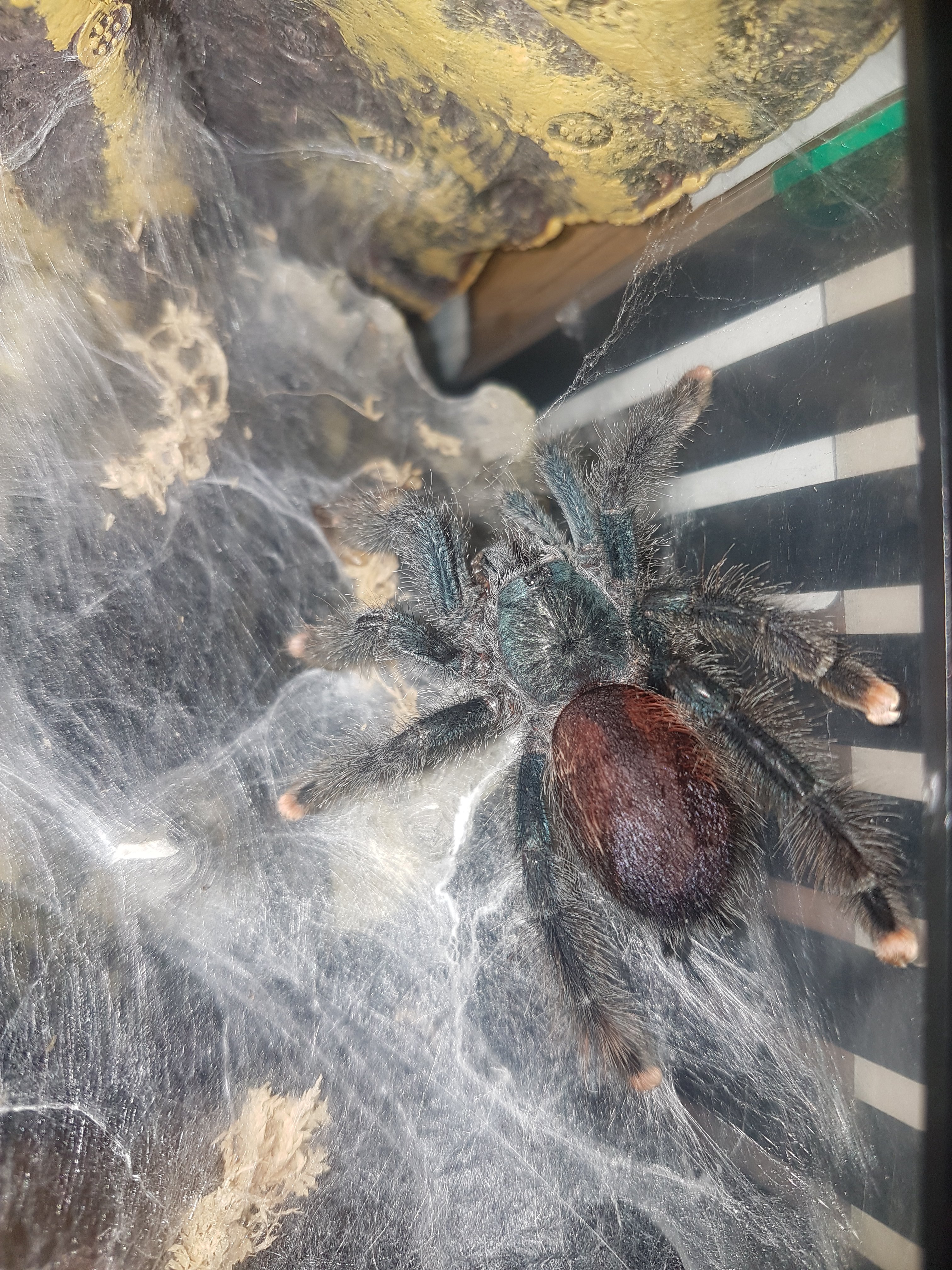 Avicularia Avicularia | Tarantula Forum