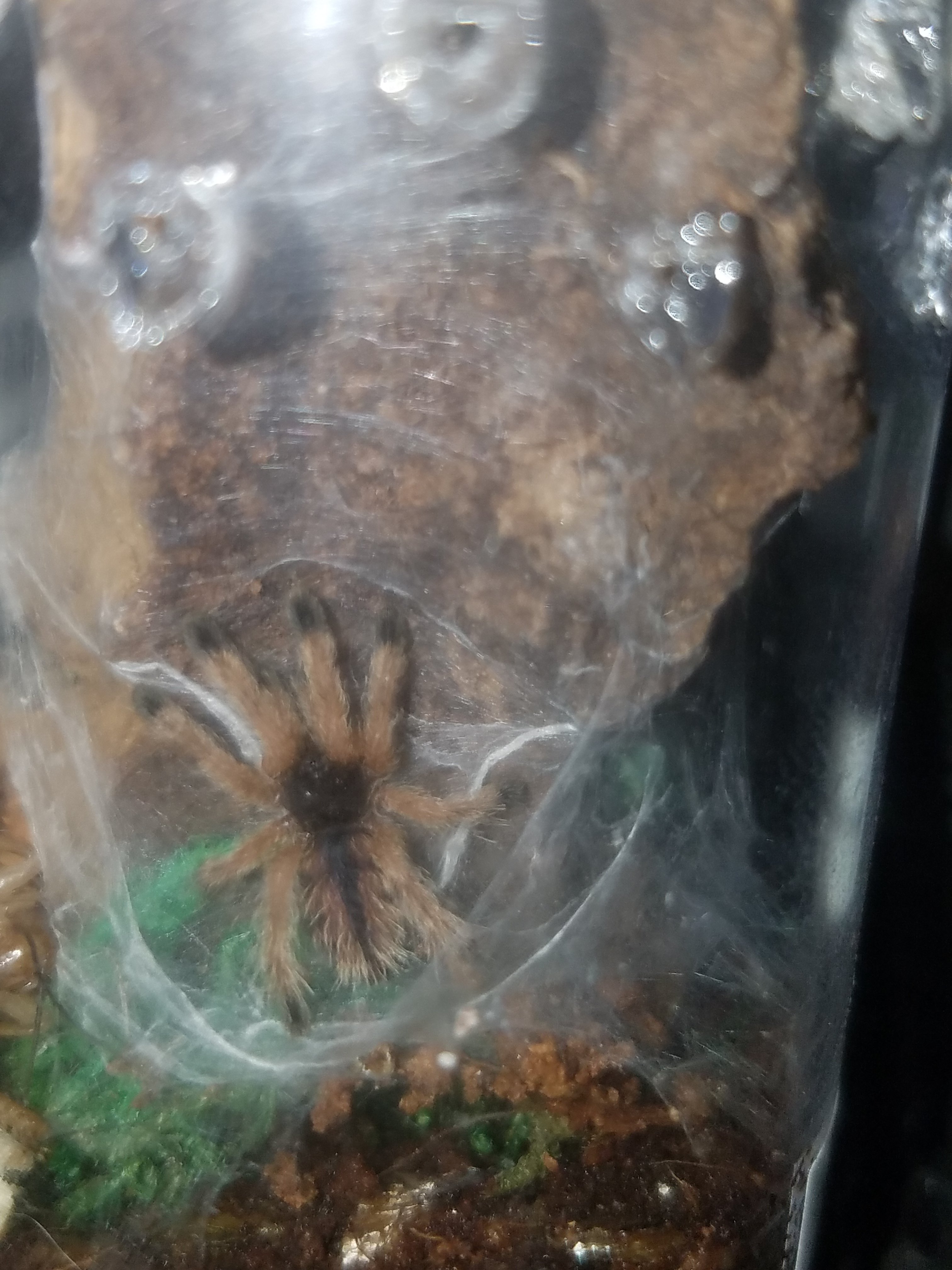 Avicularia avicularia