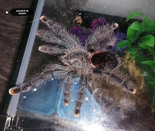 Avicularia Avicularia