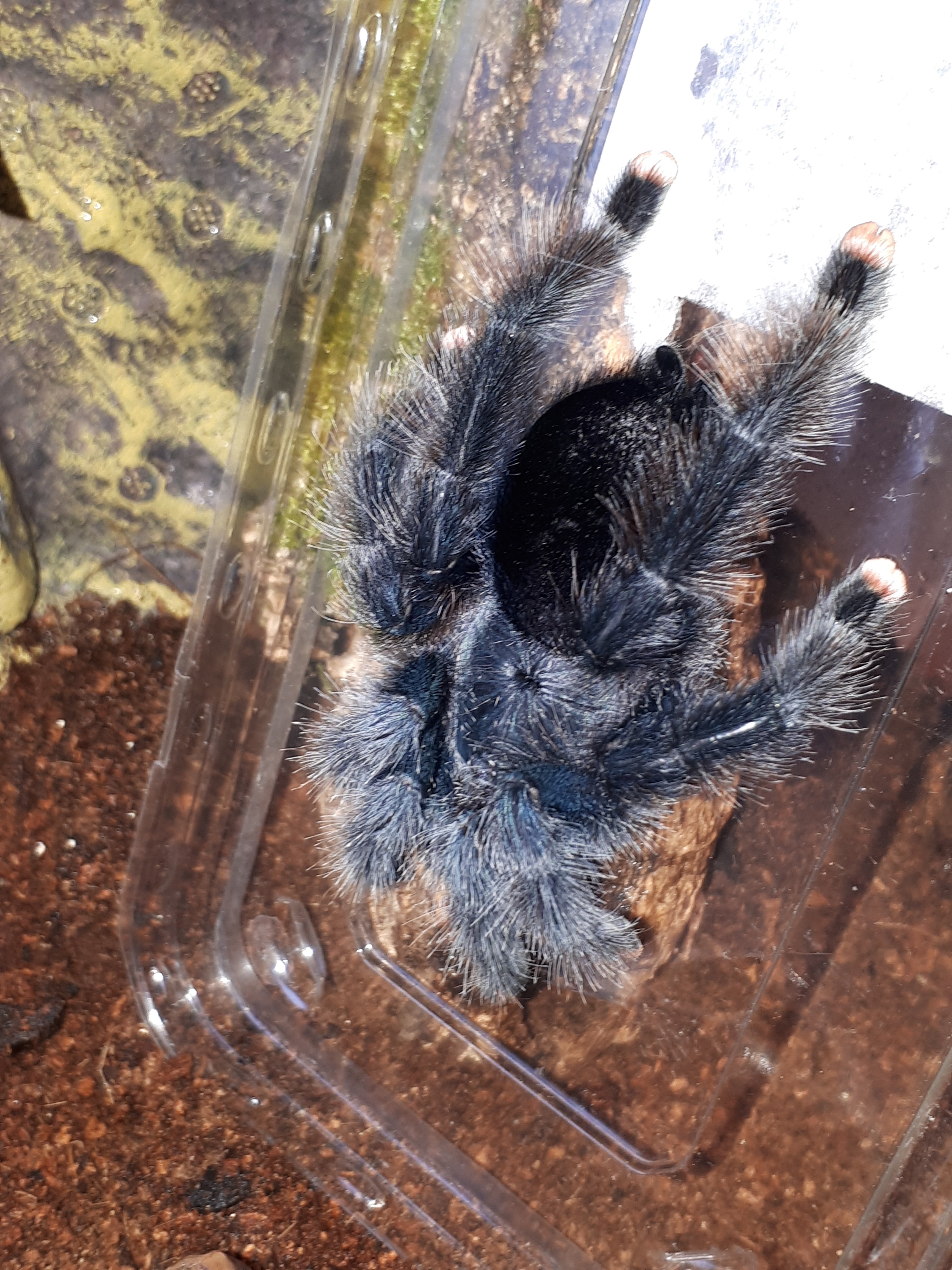 Avicularia azuraklassi