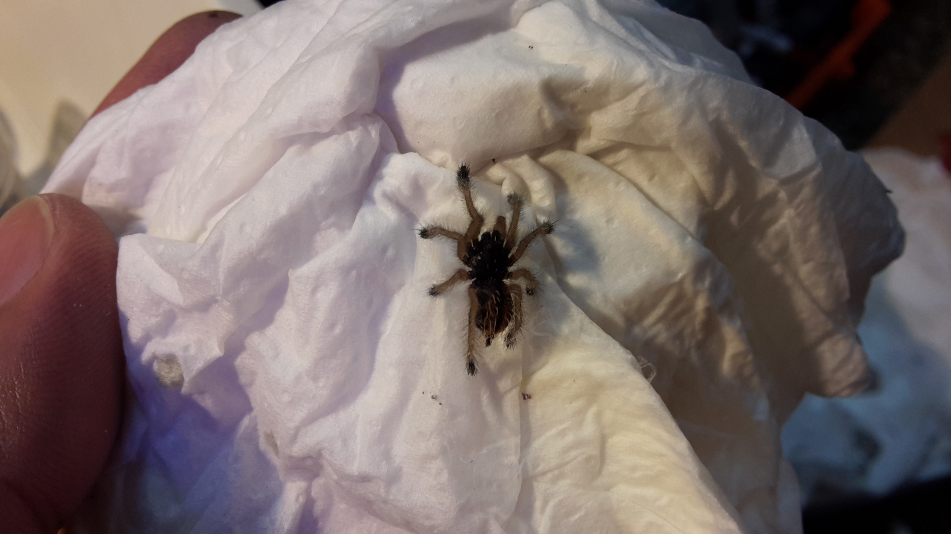 Avicularia Geroldi (Sling)