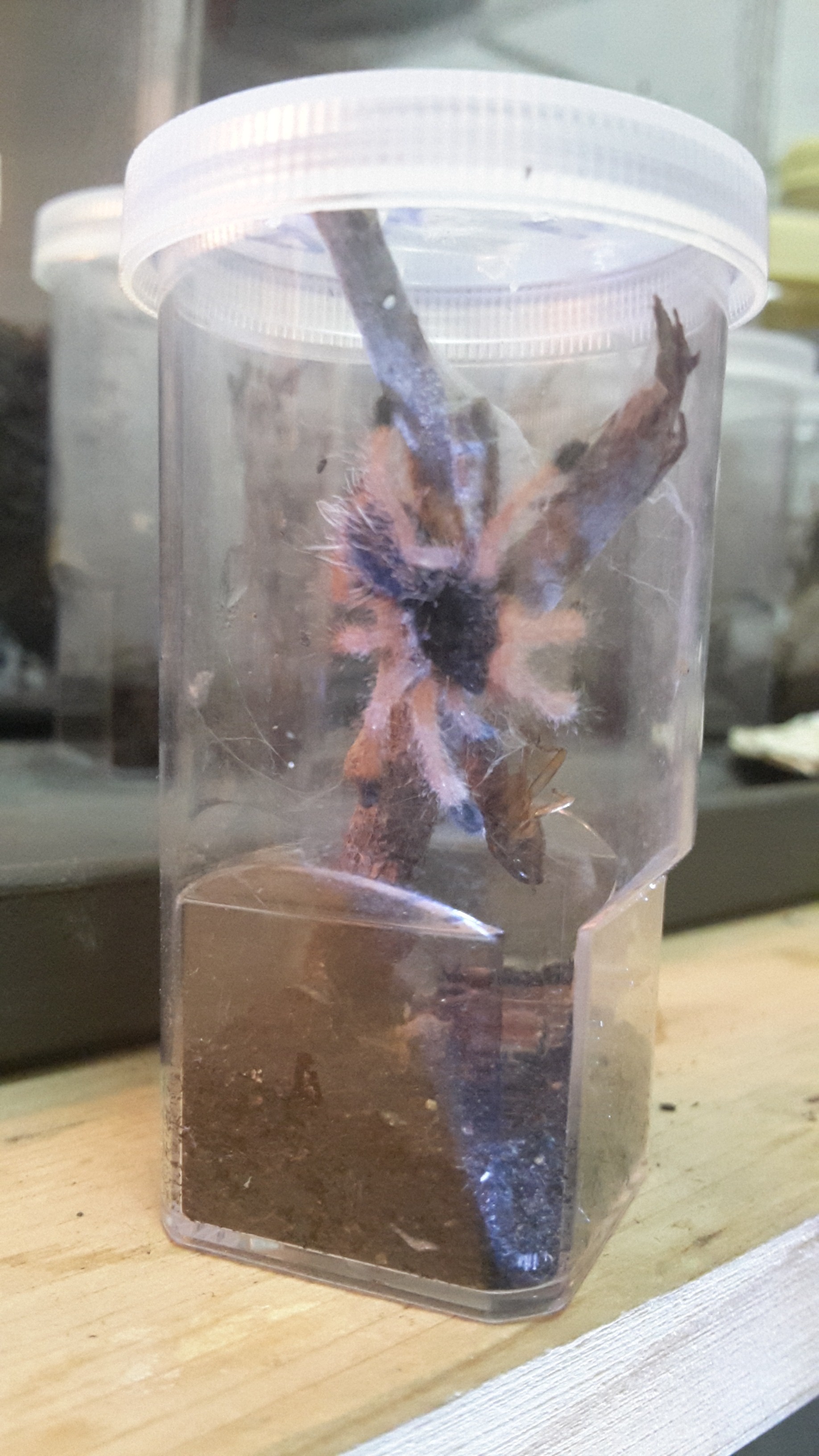 Avicularia Geroldi (Sling)