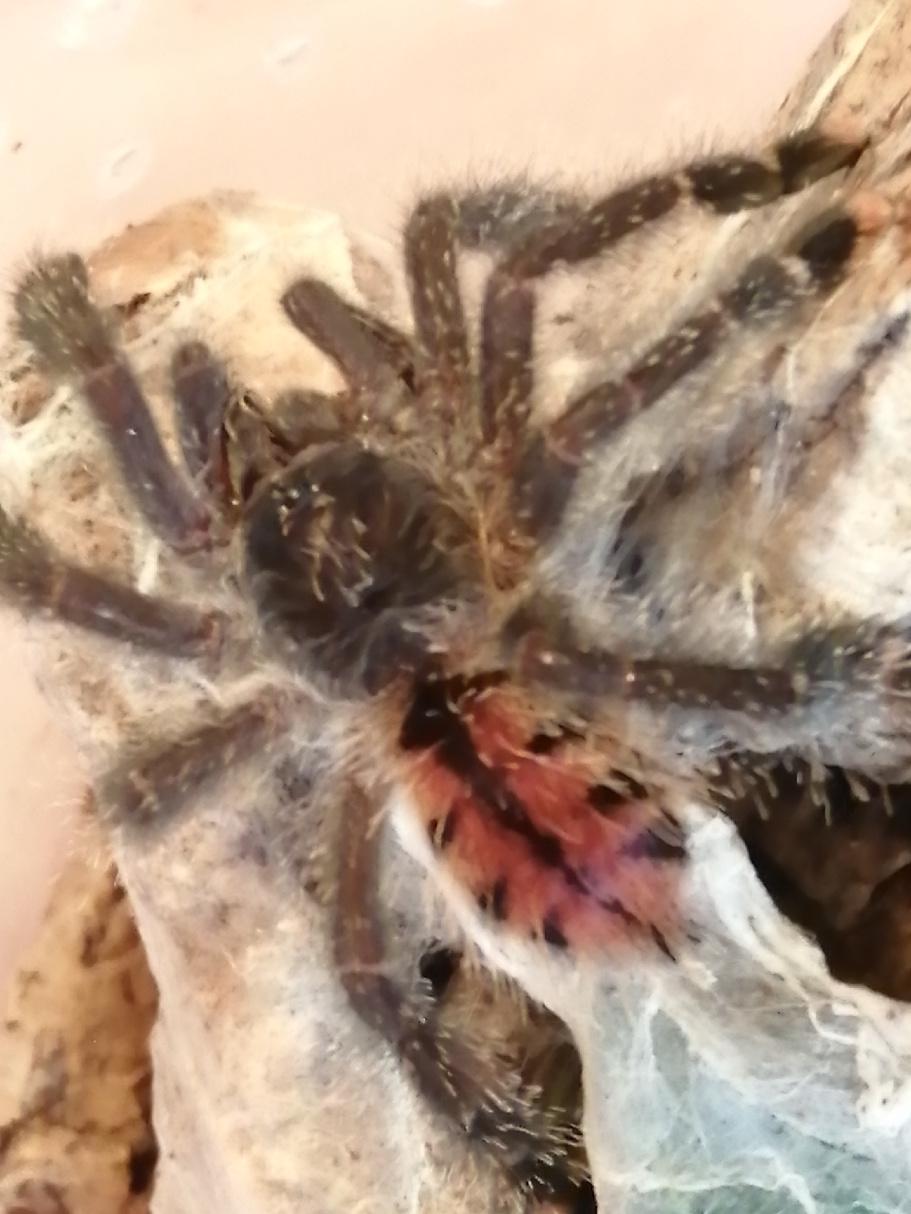 Avicularia Jurensis