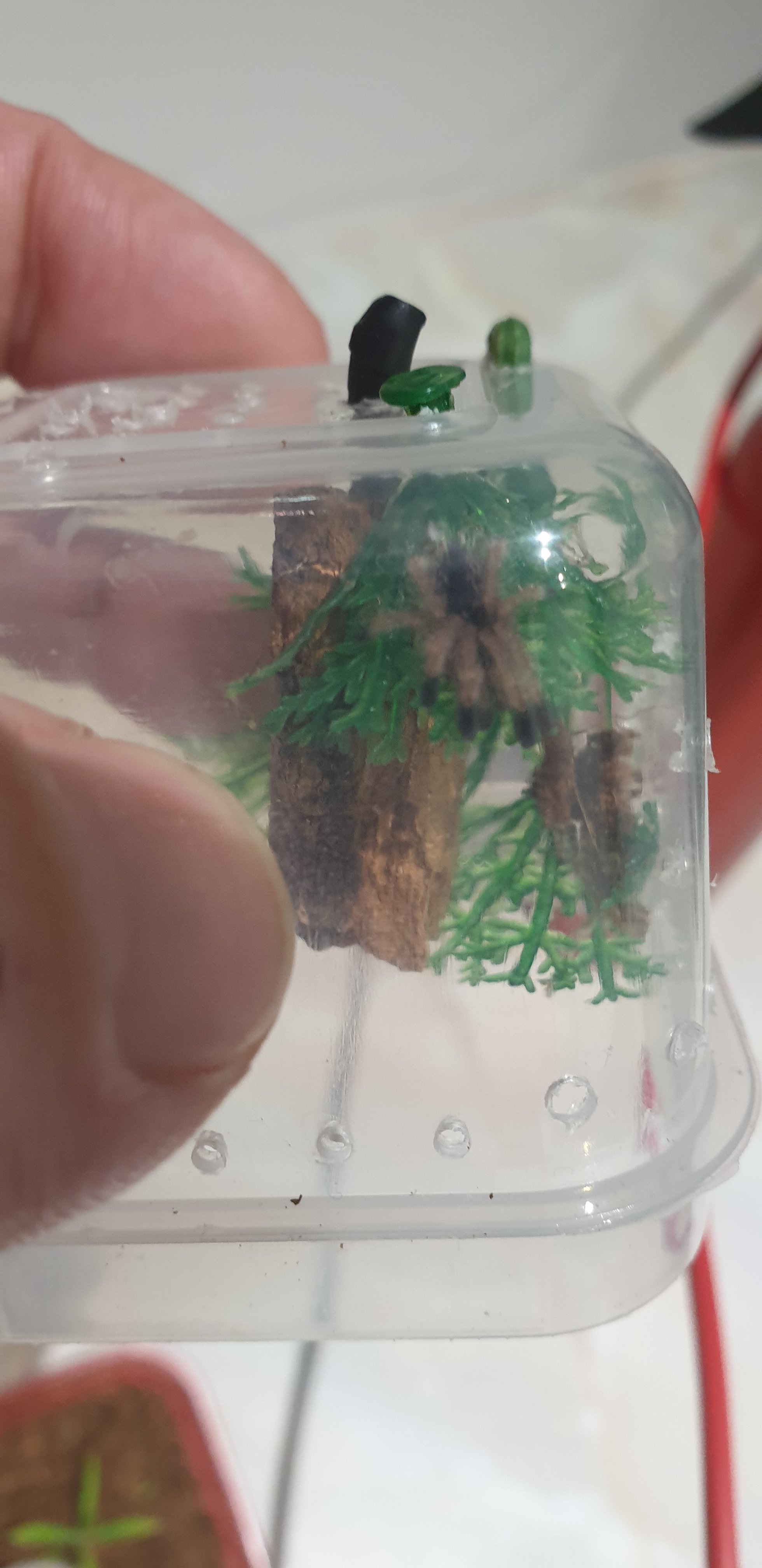 Avicularia Juruensis M2 1cm