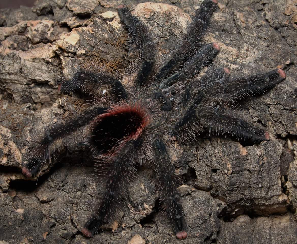 Avicularia juruensis morphotype #2