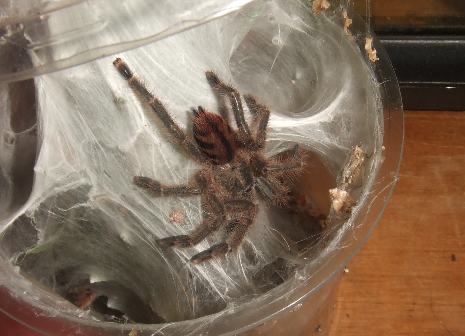 Avicularia laeta - Frio