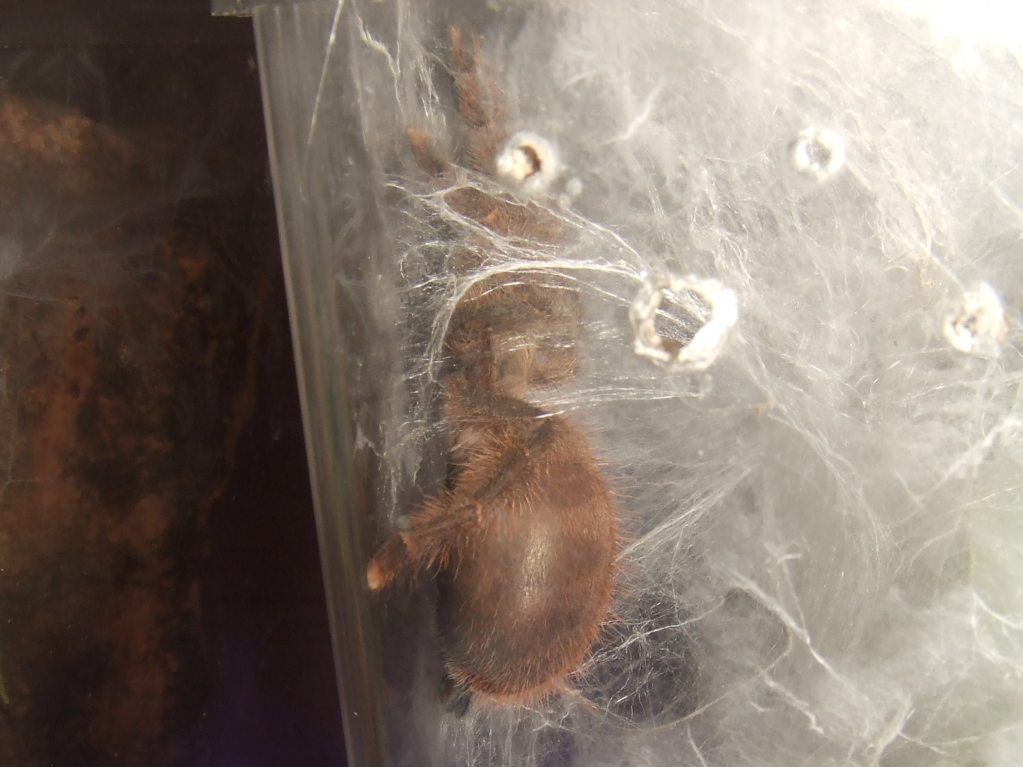 Avicularia laeta - Frio