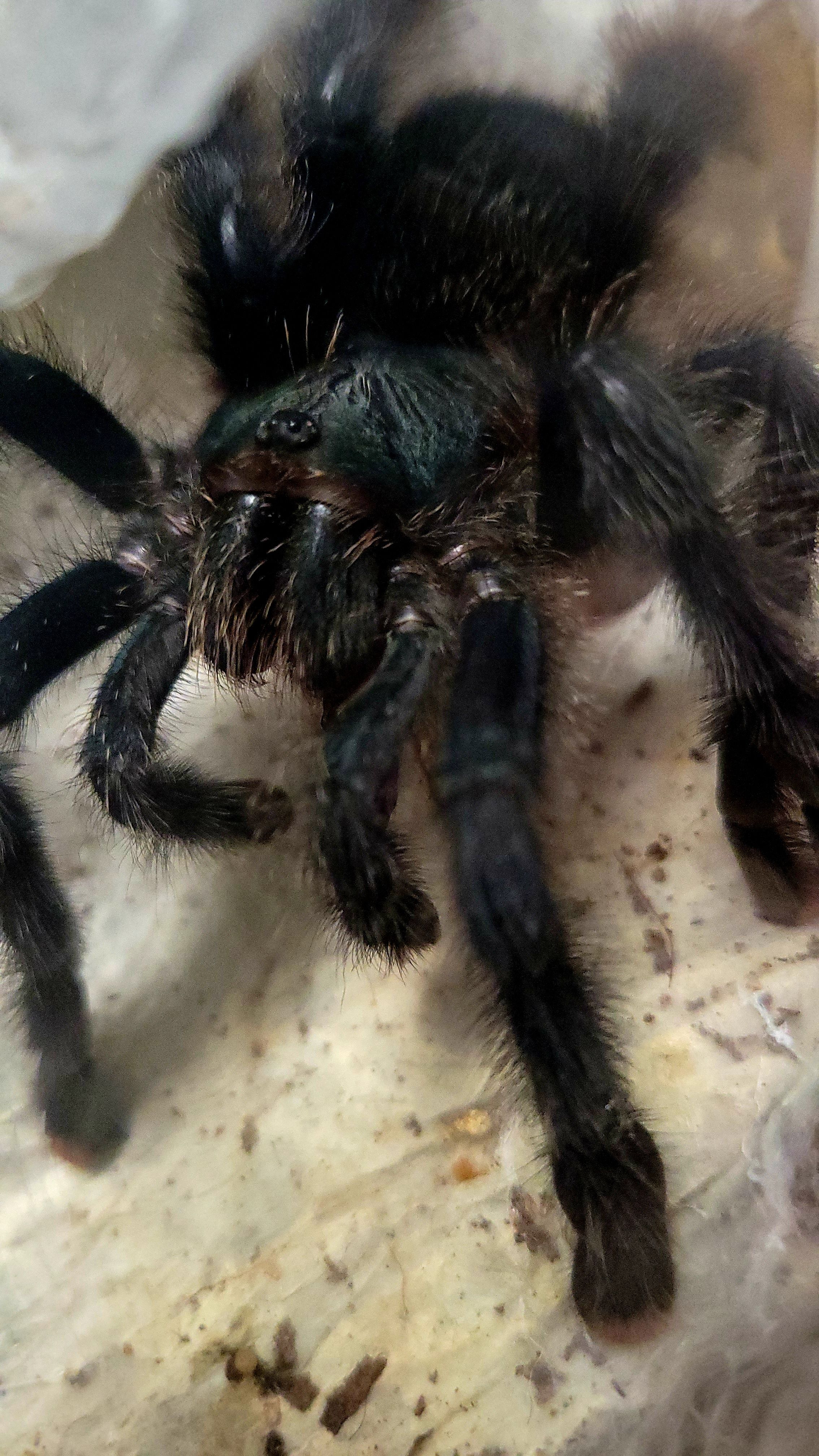 Avicularia M1