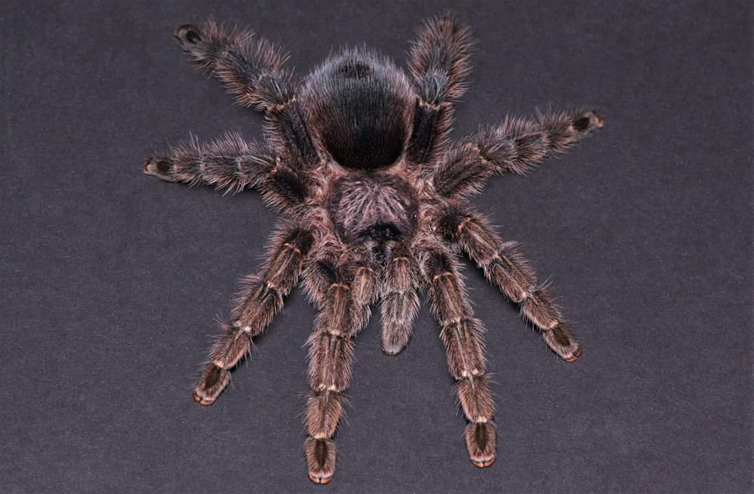 Avicularia merianae