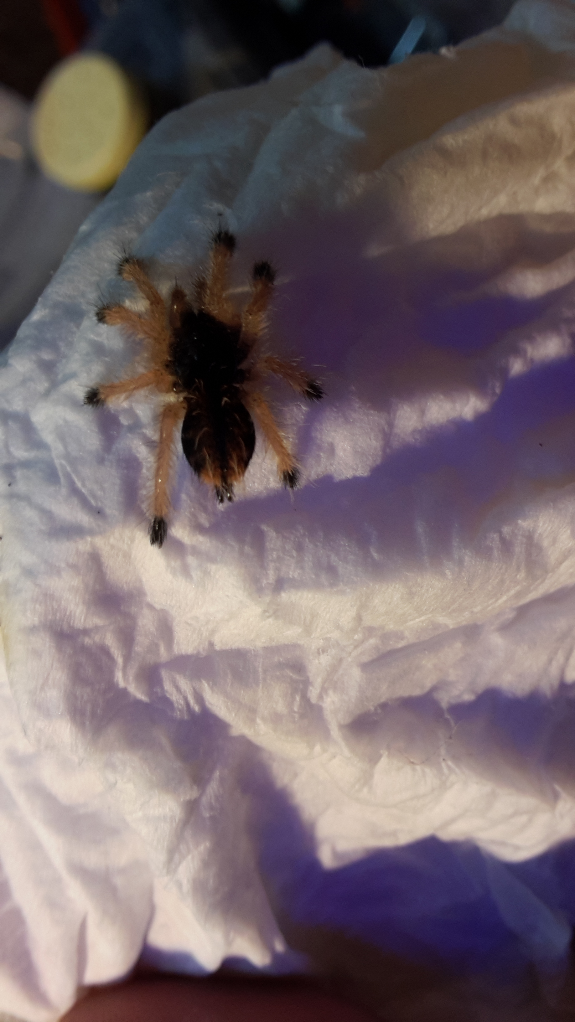 Avicularia Metallica “White Hairs” (Sling)