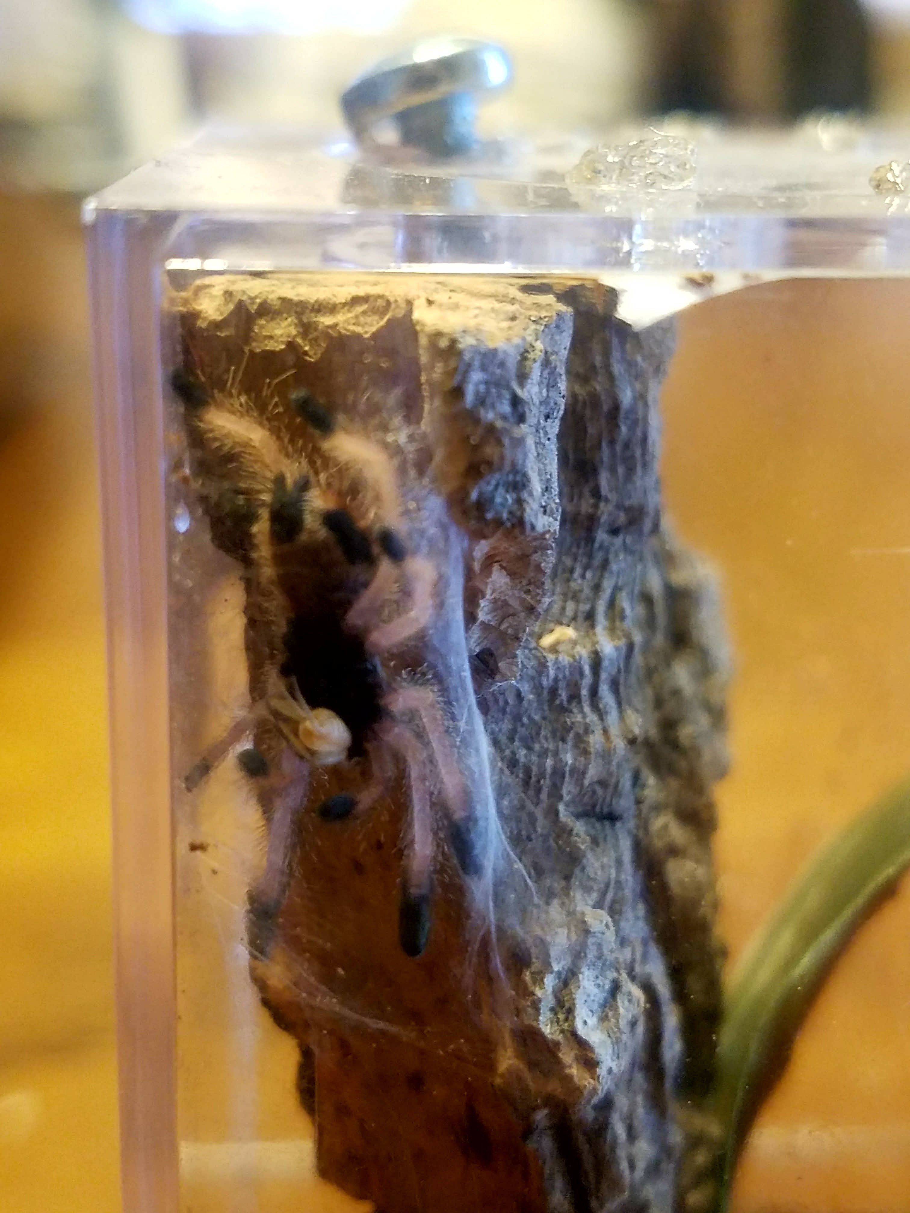 Avicularia metallica